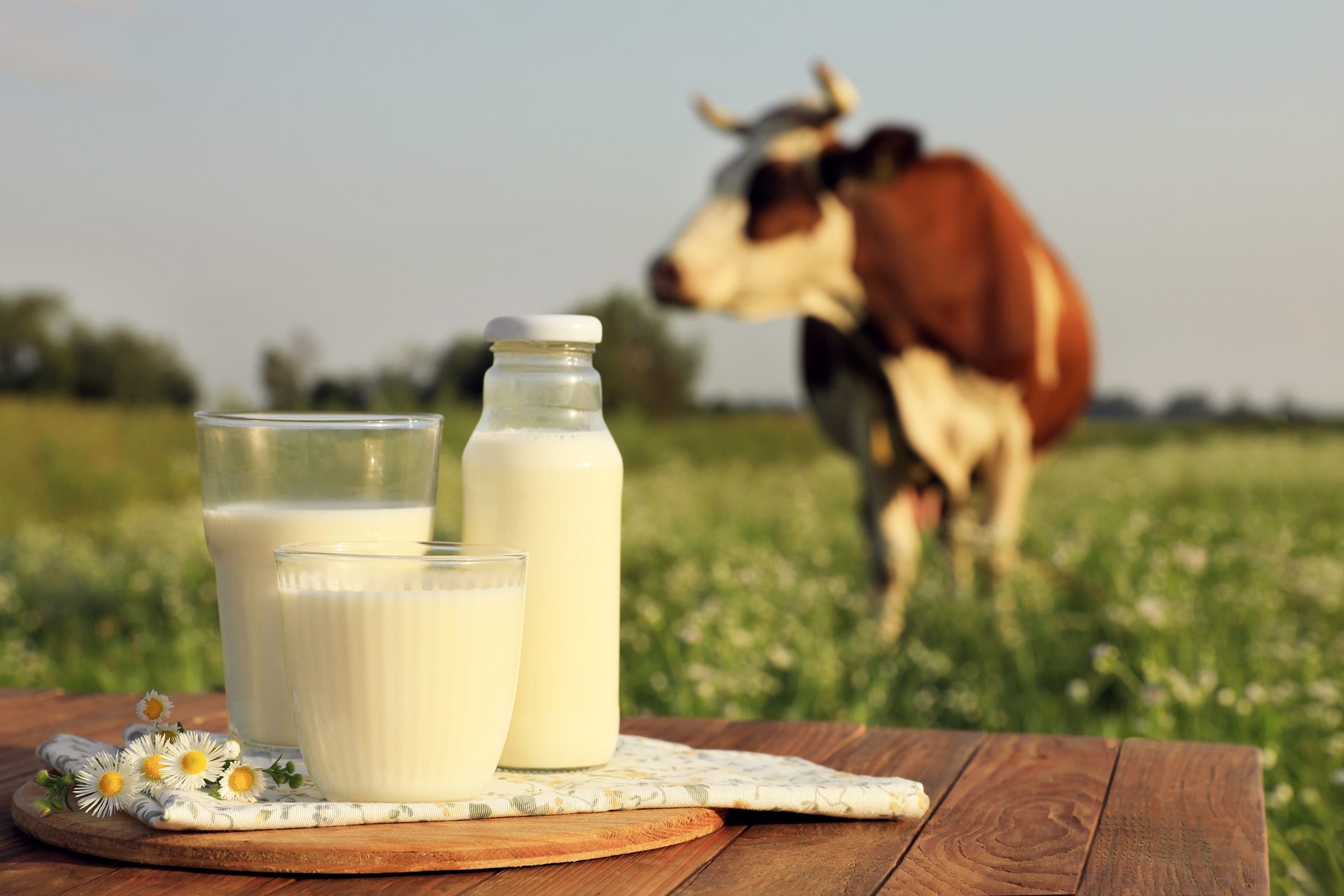 Fresh milk in glasses and bottle on a wooden table, with a blurred cow in a green field.