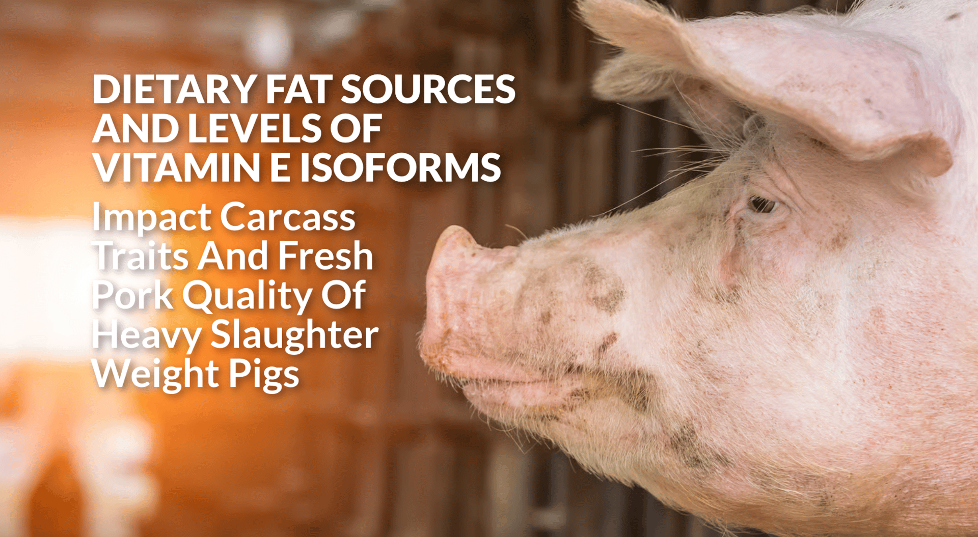 Close-up of a pig's head with text discussing dietary fat, vitamin E, and pork quality.