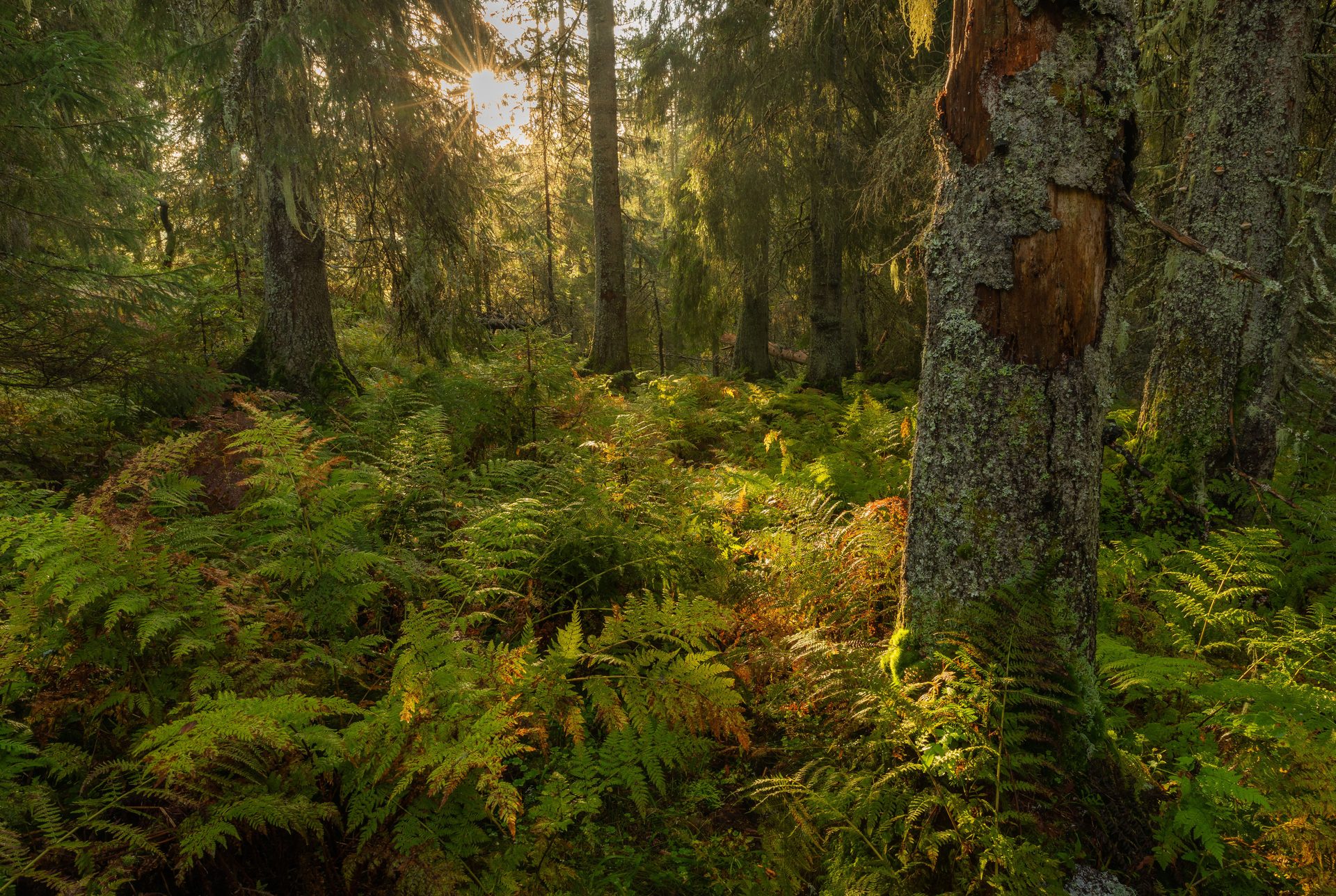 Natural environment, Plant community, Leaf, Green, Vegetation, Forest, Wilderness, Jungle, Ecoregion