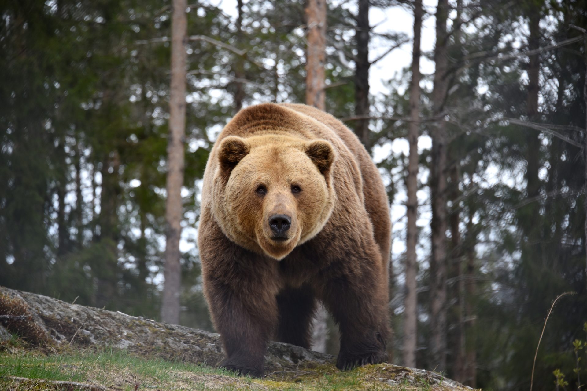 Brown bear, Natural landscape, Terrestrial animal, Tree, Carnivore, Biome, Fawn