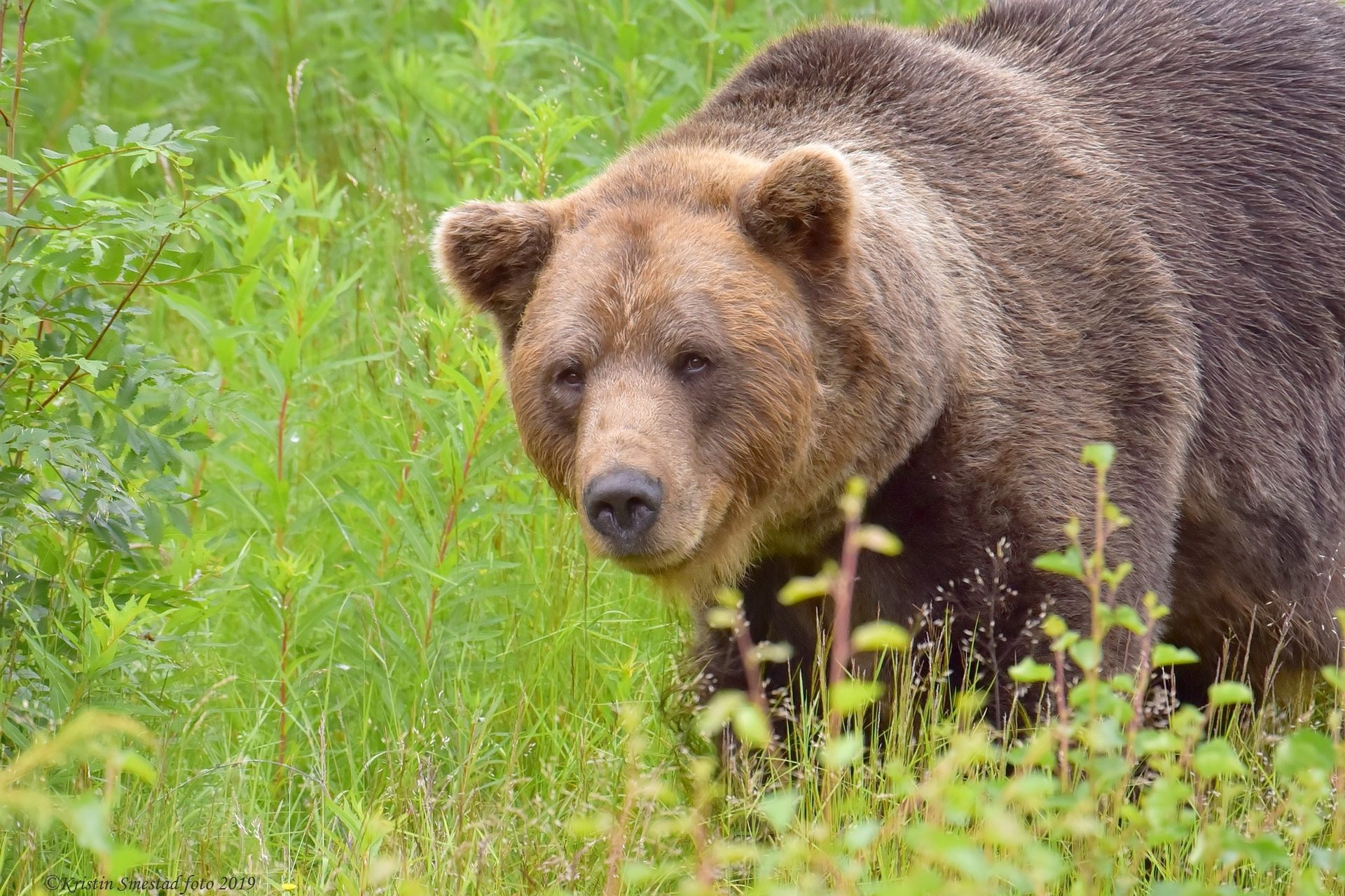 Brown bear, Natural landscape, Terrestrial animal, Plant, Carnivore, Grass