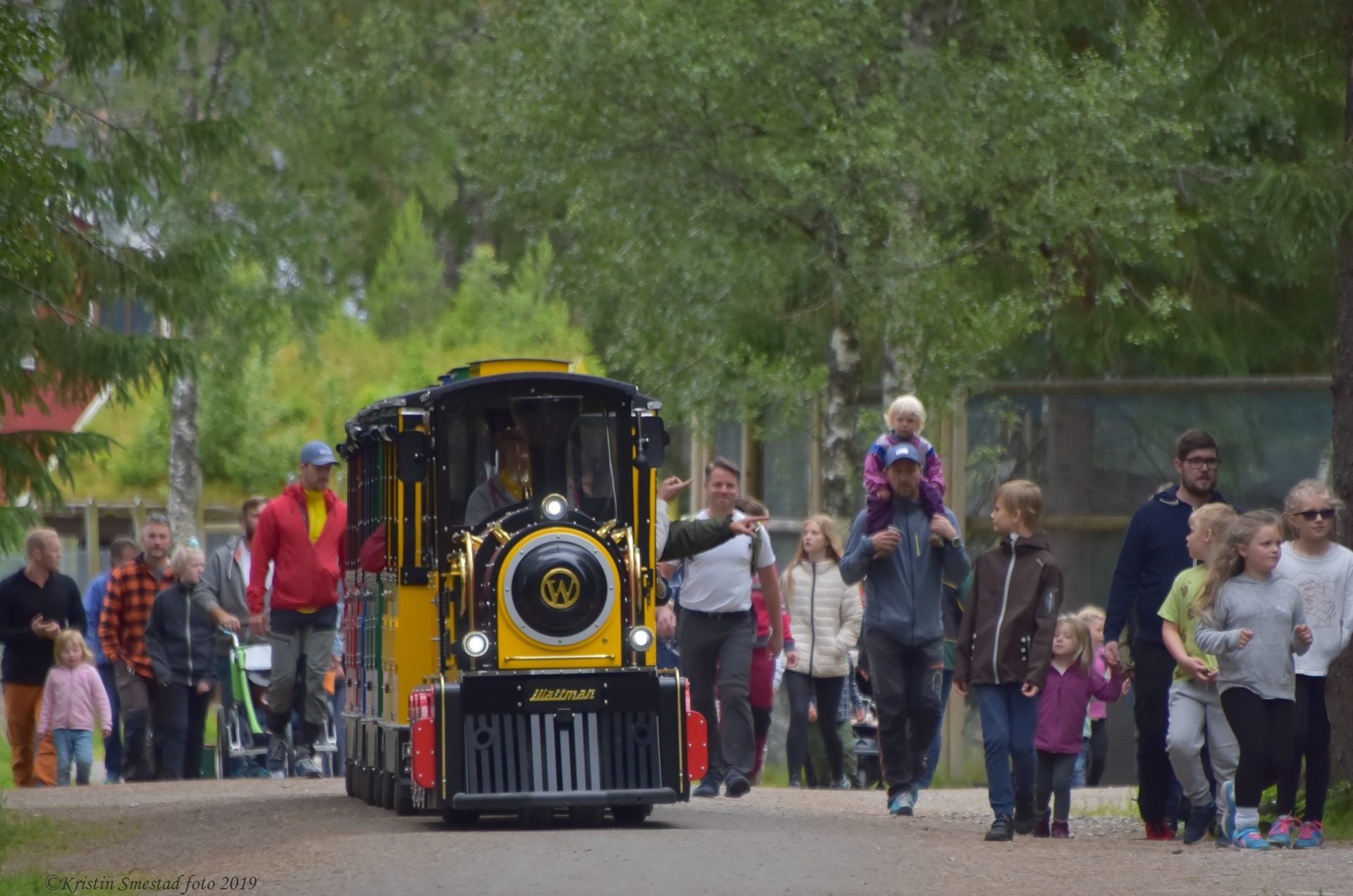 Mode of transport, Motor vehicle, Automotive design, Plant, Train, Tree, Asphalt, Car