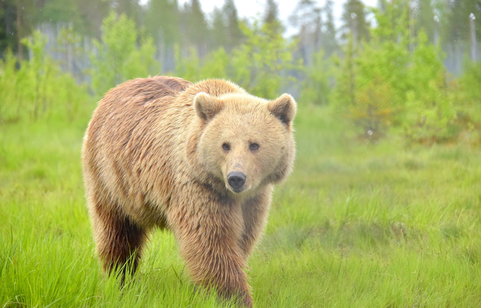 Brown bear, Natural landscape, Plant, Tree, Carnivore