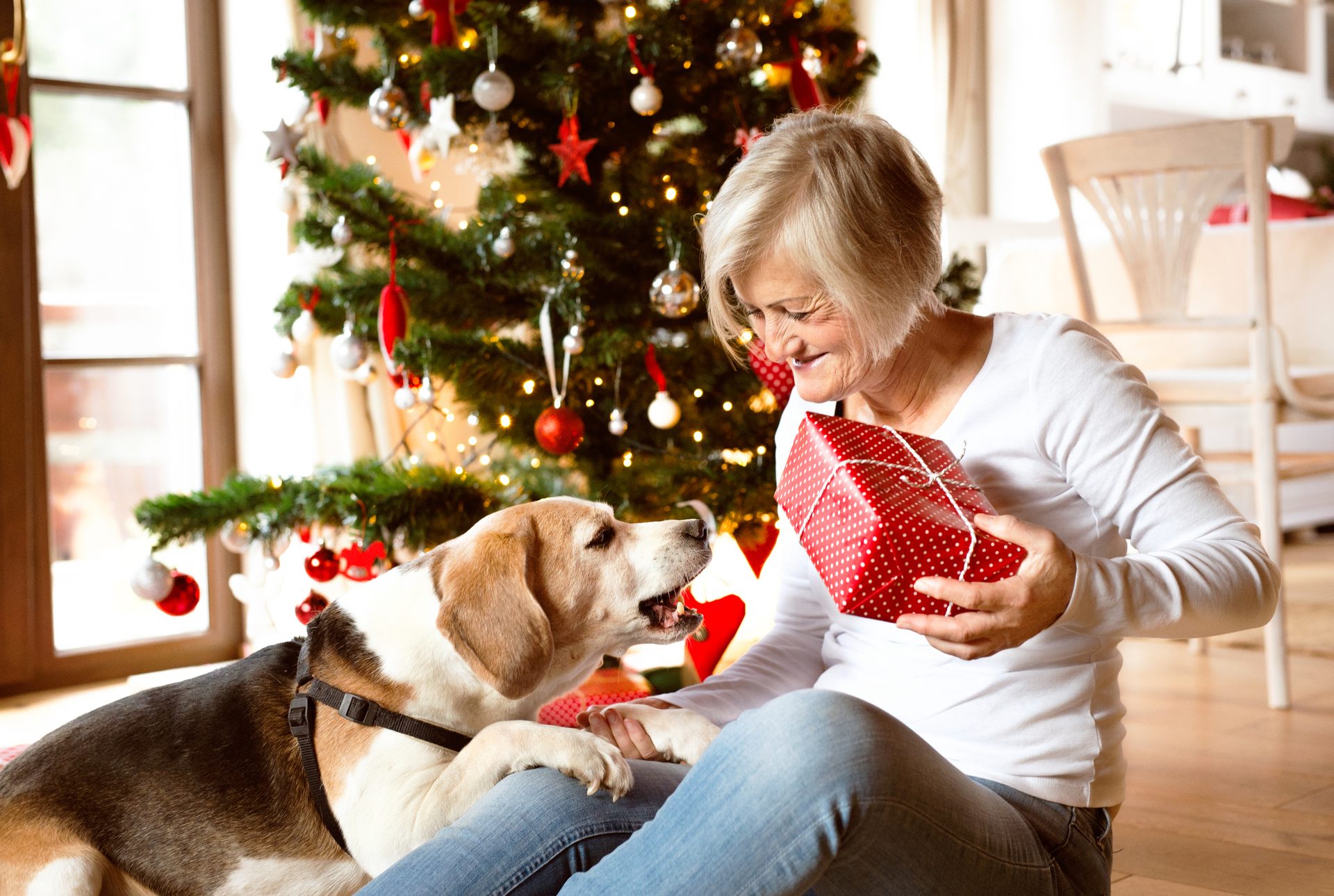Christmas tree, Dog, Comfort, Carnivore, Happy, Fawn
