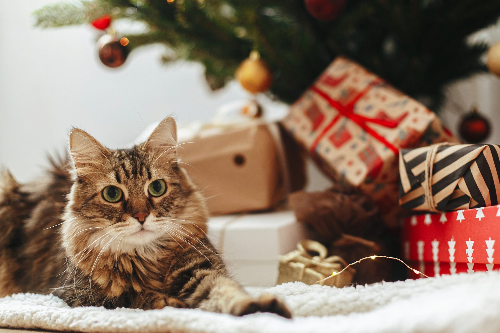 Small to medium-sized cats, Christmas tree, Cat, Felidae, Carnivore, Whiskers, Fawn