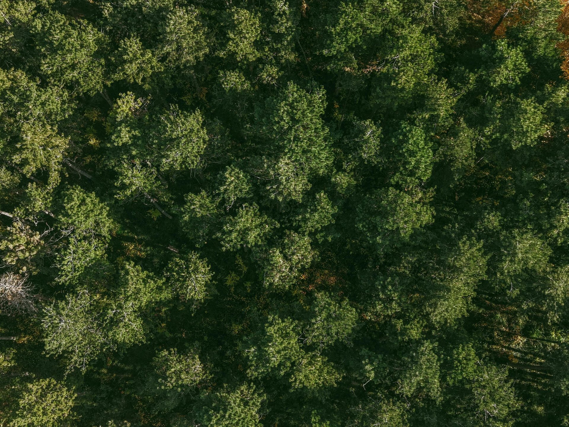 Aerial top-down view of a dense green forest canopy with sunlight filtering through the treetops.