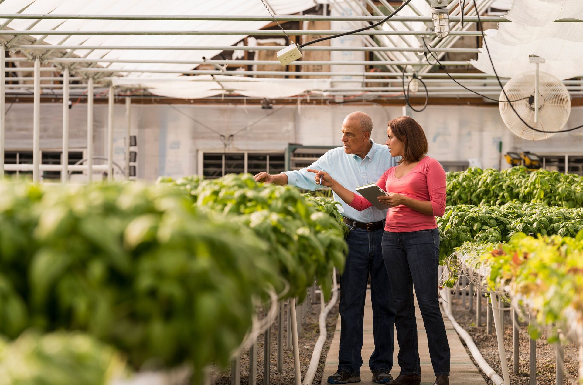 Man and woman inspect greenhouse crops, she holds a tablet.