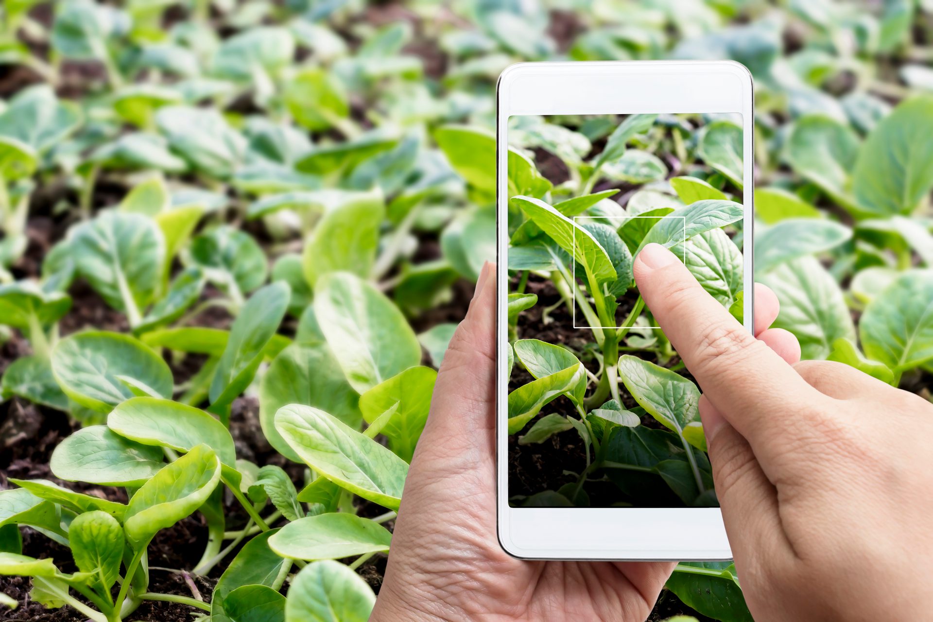 Person uses a smartphone to analyze or photograph young green plants in a field, tapping the screen.