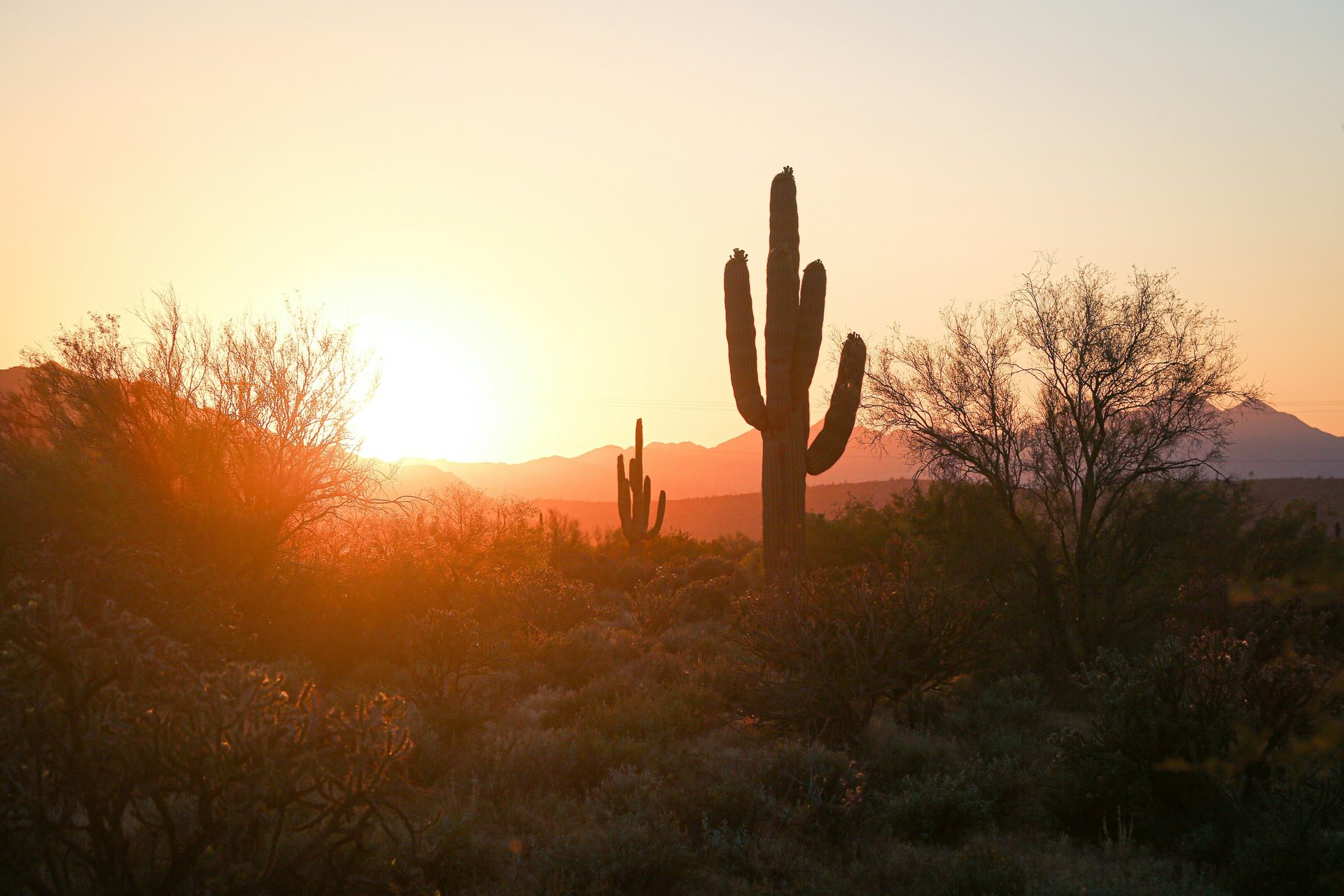 Golden desert sunset with silhouetted saguaro cacti and arid foliage.
