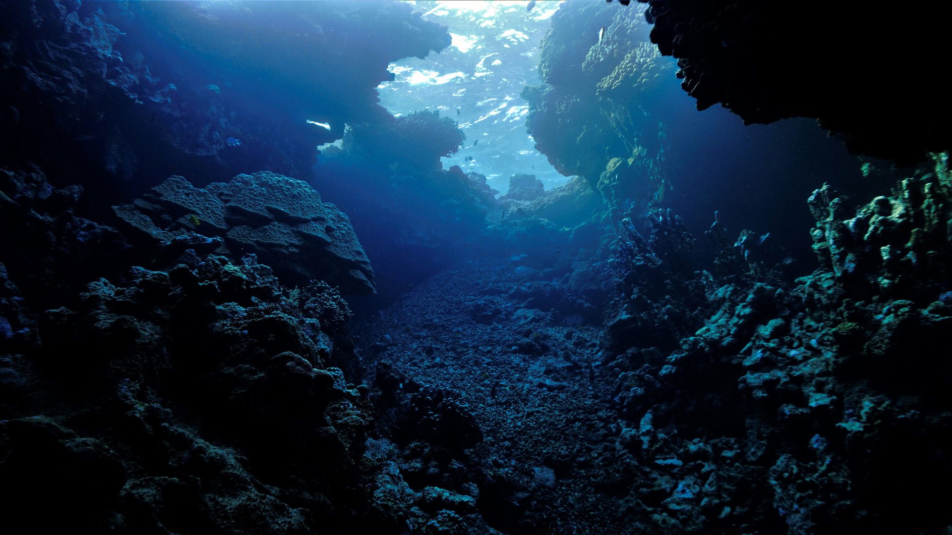 Marine biology, Water, Underwater, Fluid