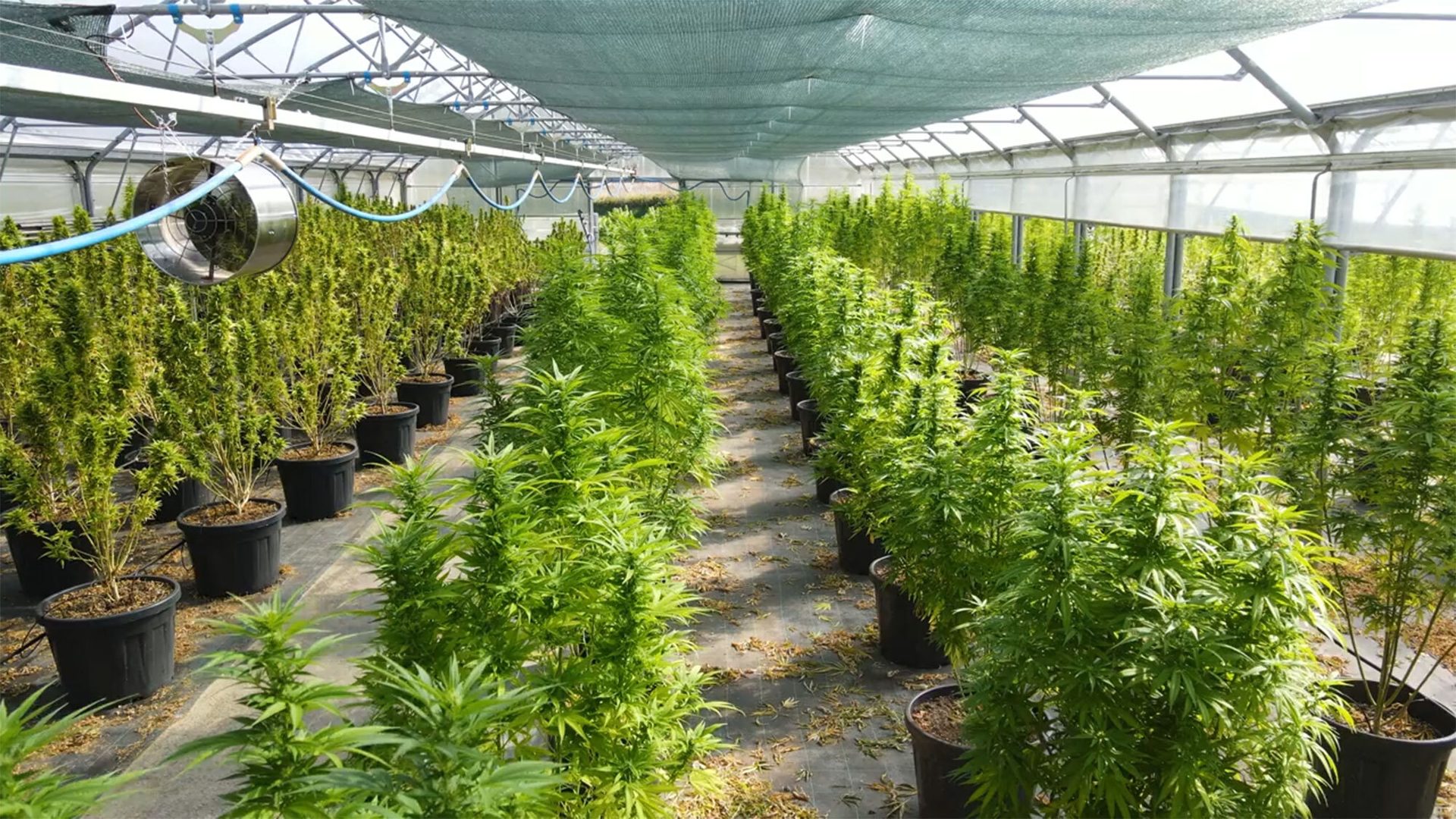 Plant community, Greenhouse, Vegetation, Agriculture