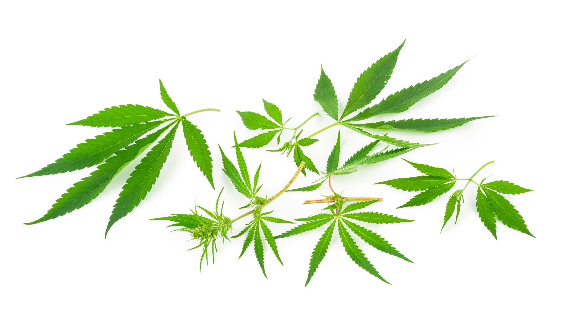 Terrestrial plant, Leaf, Tree