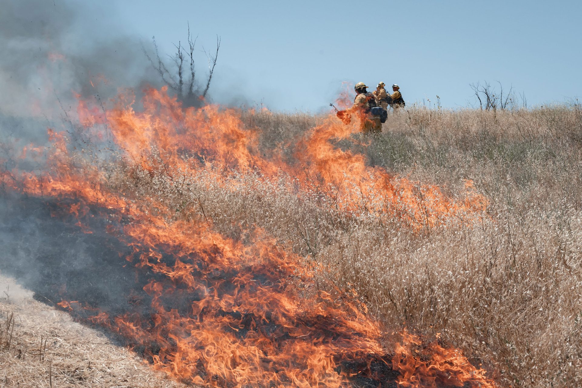 Plant community, Natural landscape, Sky, Fire, Flame, Tree, Grass, Grassland
