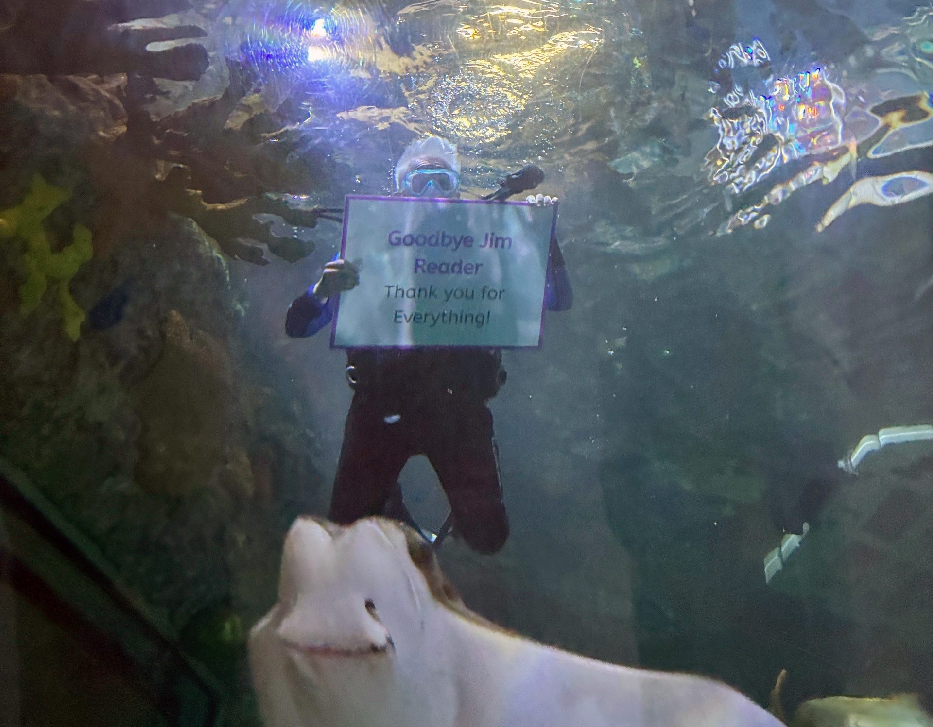 A diver holds a goodbye sign for Jim Reader in an aquarium, with a smiling ray in the foreground.