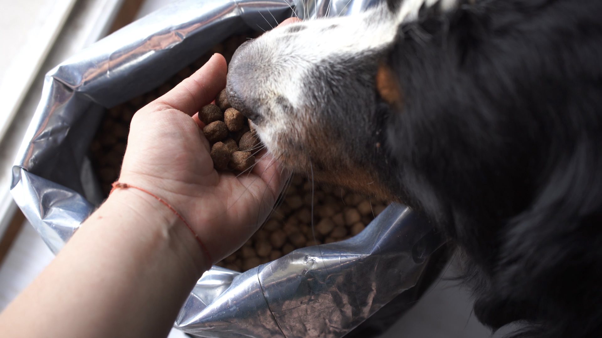 Dry dog food in bag with dog eating food from owner&#x27;s hand