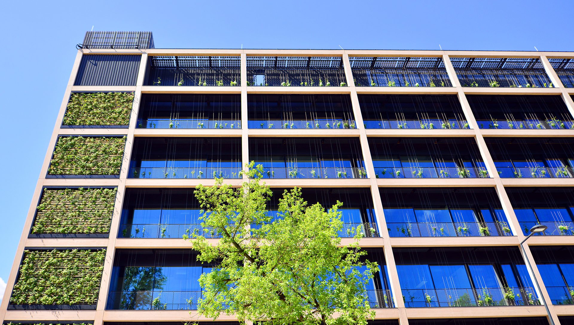 Modern city eco office building with tree. Detail shot of modern architecture facade.
