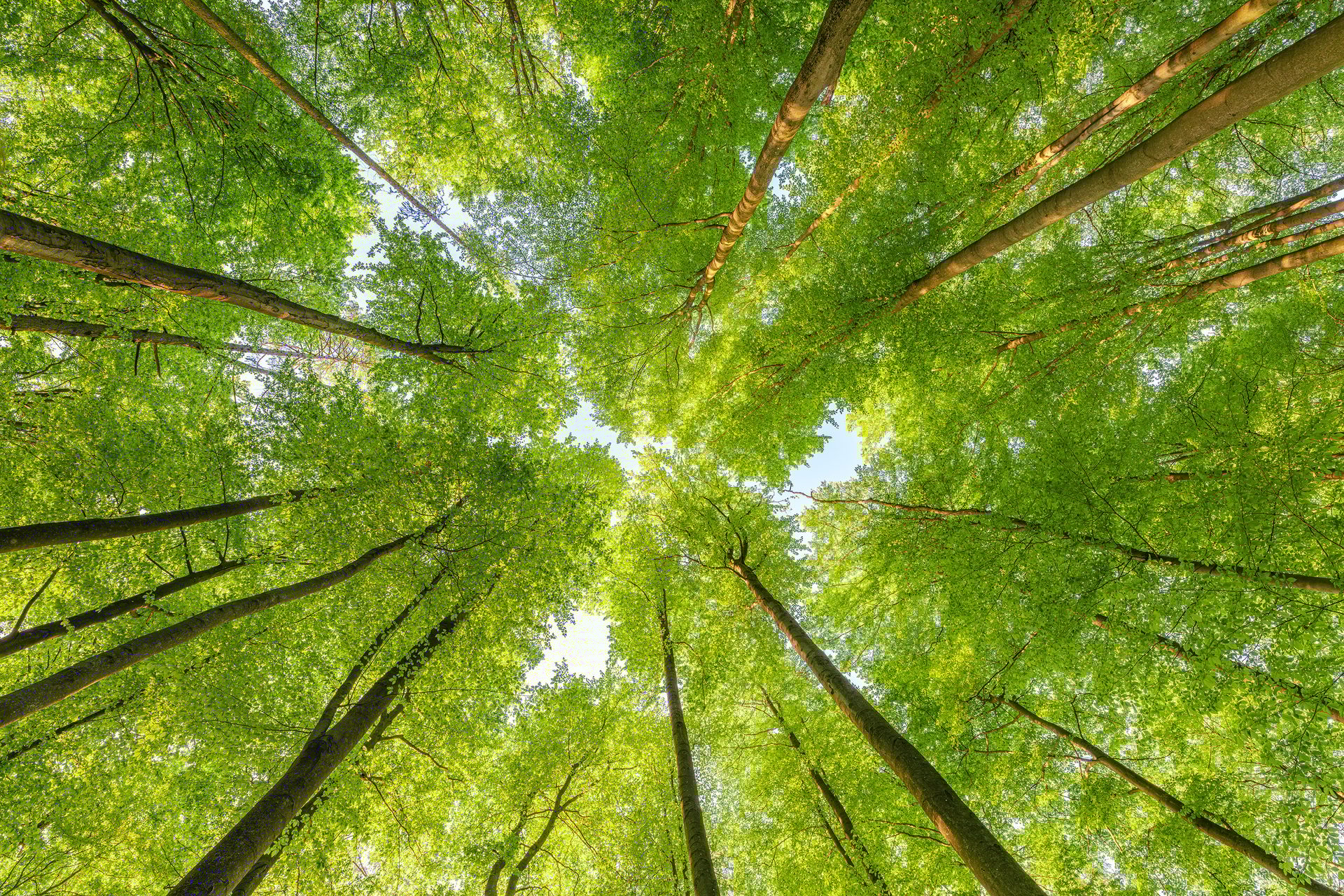 A view up into the trees to see the sky