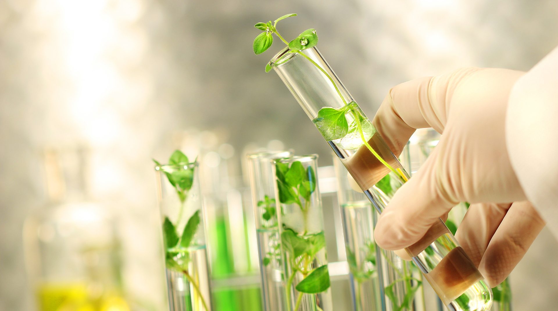 Gloved hand holds test tube with plant sprout, other plant samples in background.