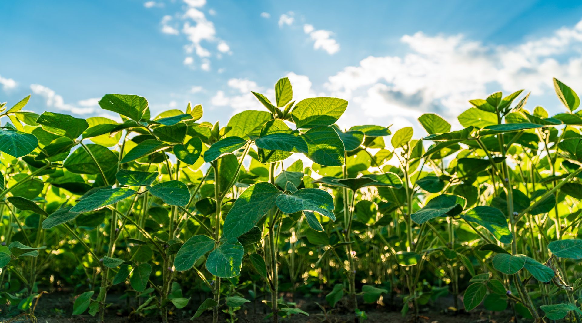 A vibrant young soybean field flourishes under a bright blue sky, with sunlight illuminating the lush green leaves