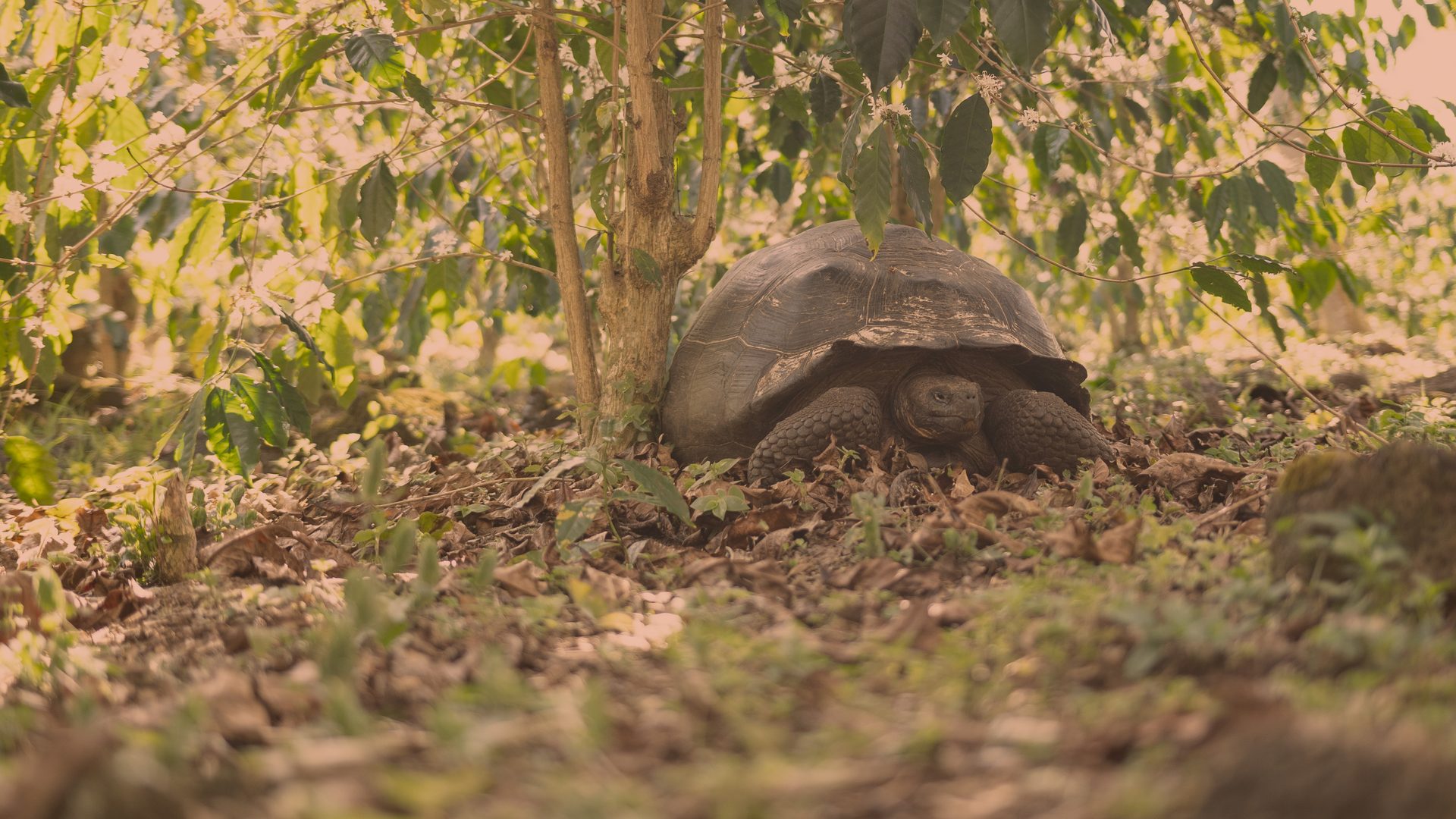 Galápagos tortoise, Terrestrial animal, Gopher tortoises, Turtle, Chelonoidis, Reptile