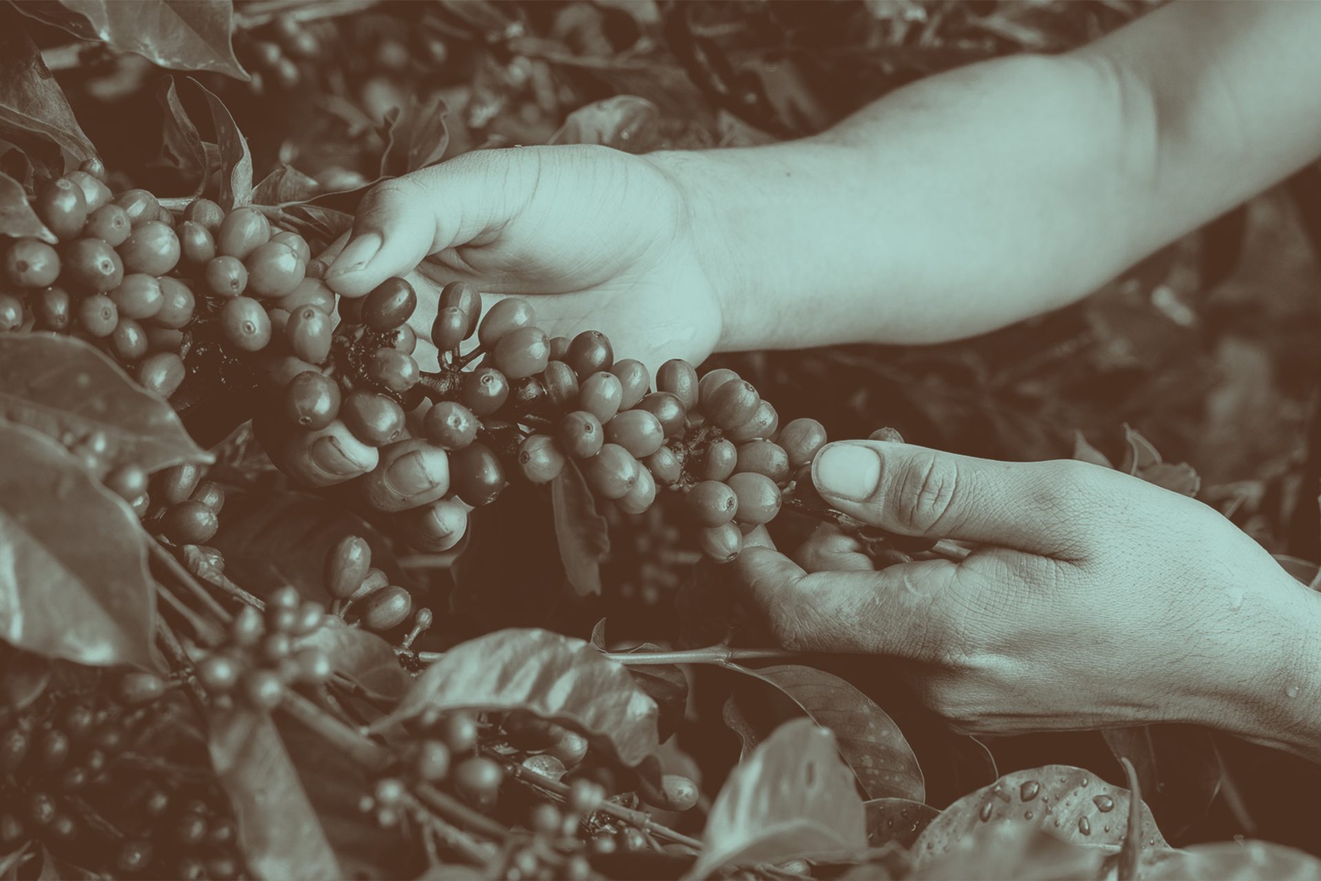 Hand, Plant, White, Organism, Gesture, Finger, Nail