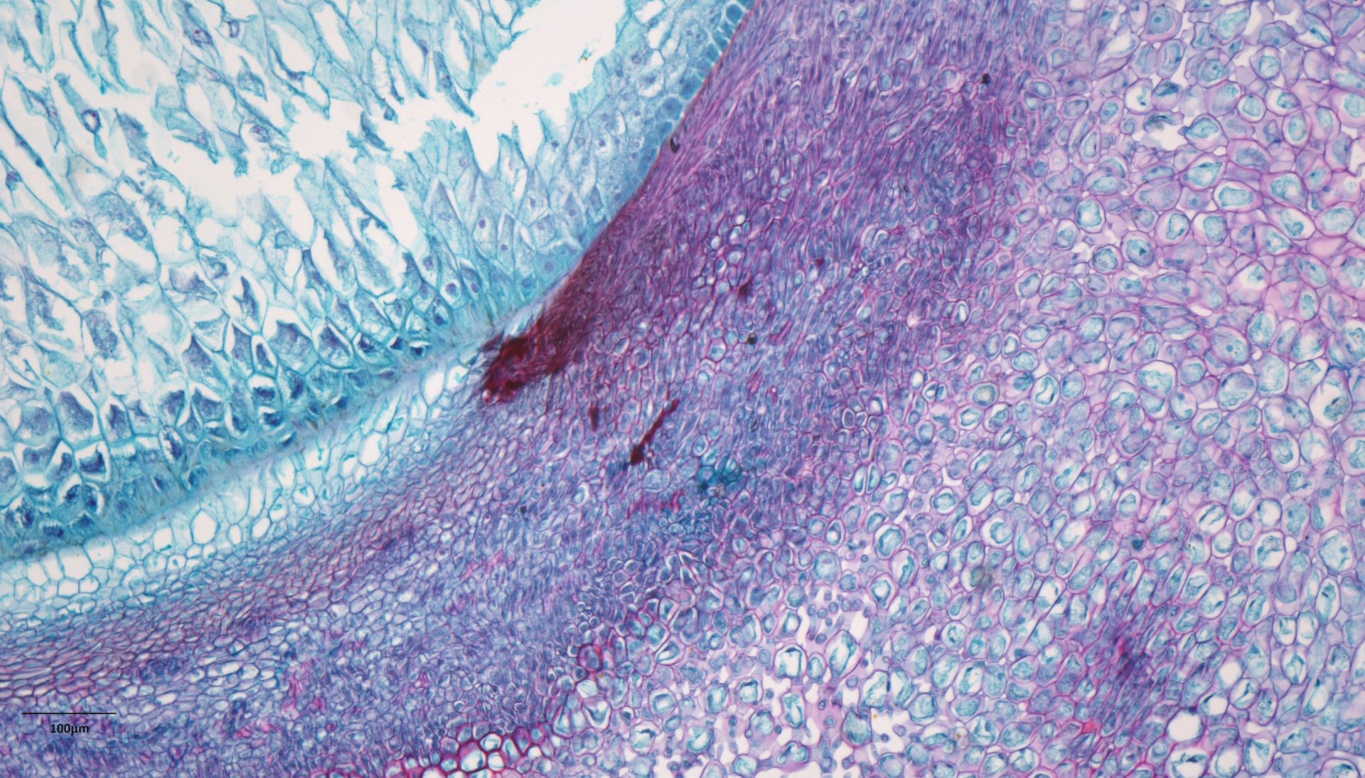 Figure 7. Hematoxylin &#x26; Eosin stained sample of Zea seed 