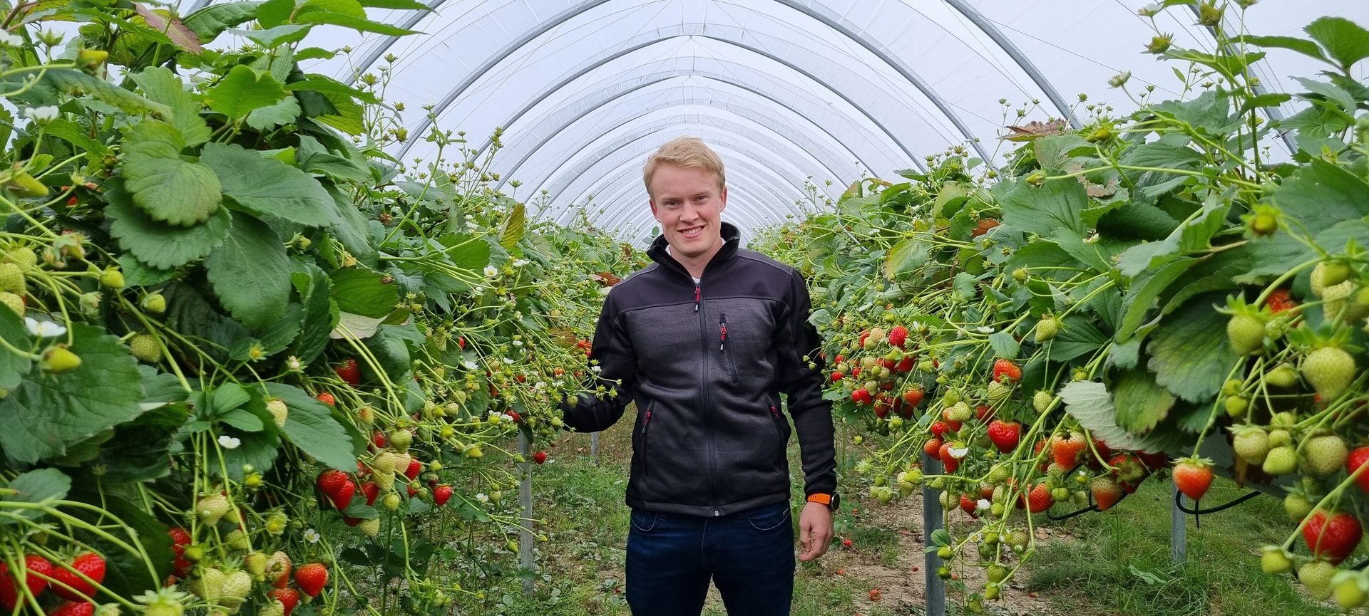 Young man smiling in a strawberry greenhouse, surrounded by ripe and unripe strawberries.