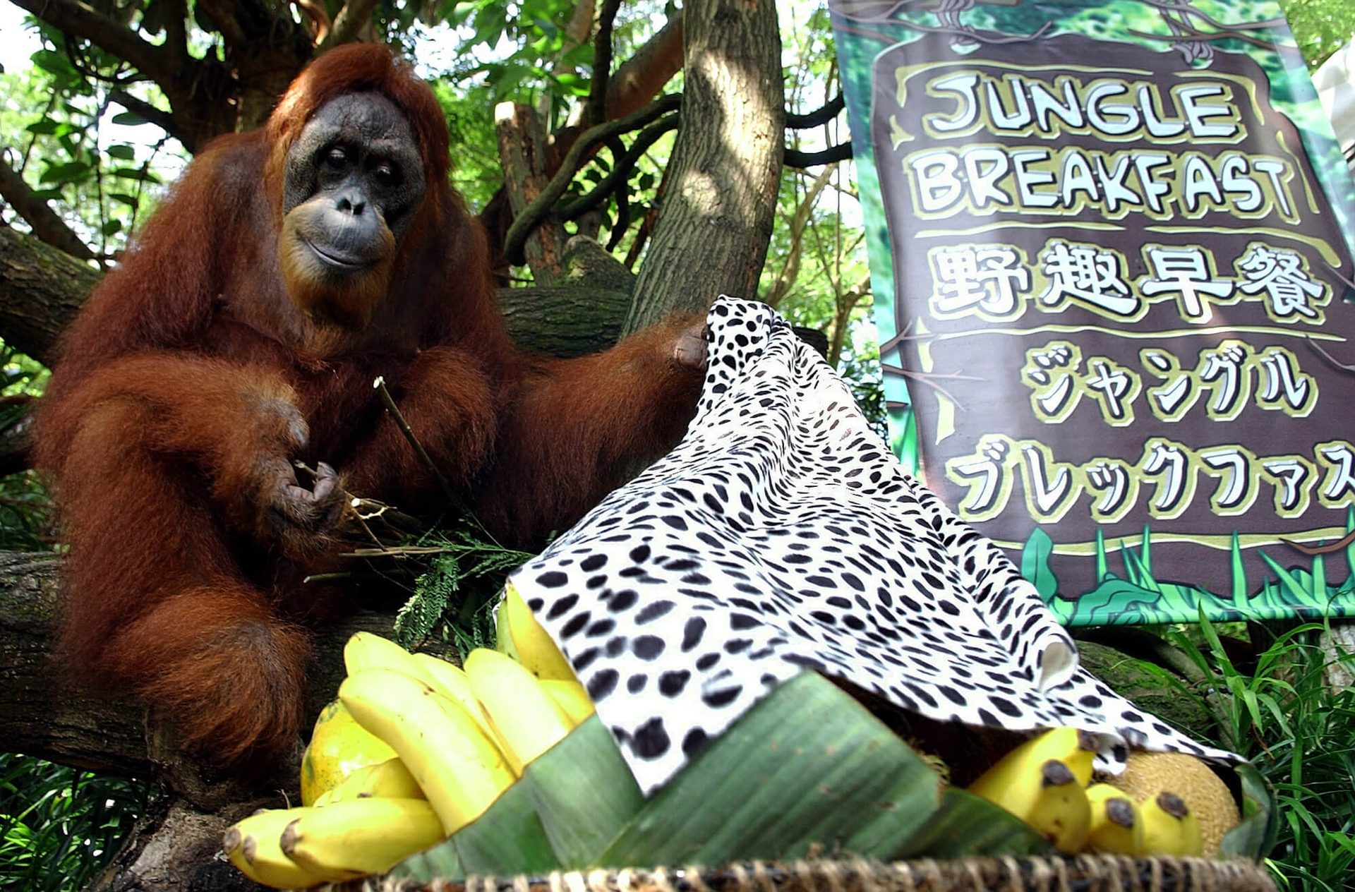 An orangutan sits by a fruit basket covered with a spotted cloth, near a "Jungle Breakfast" sign.