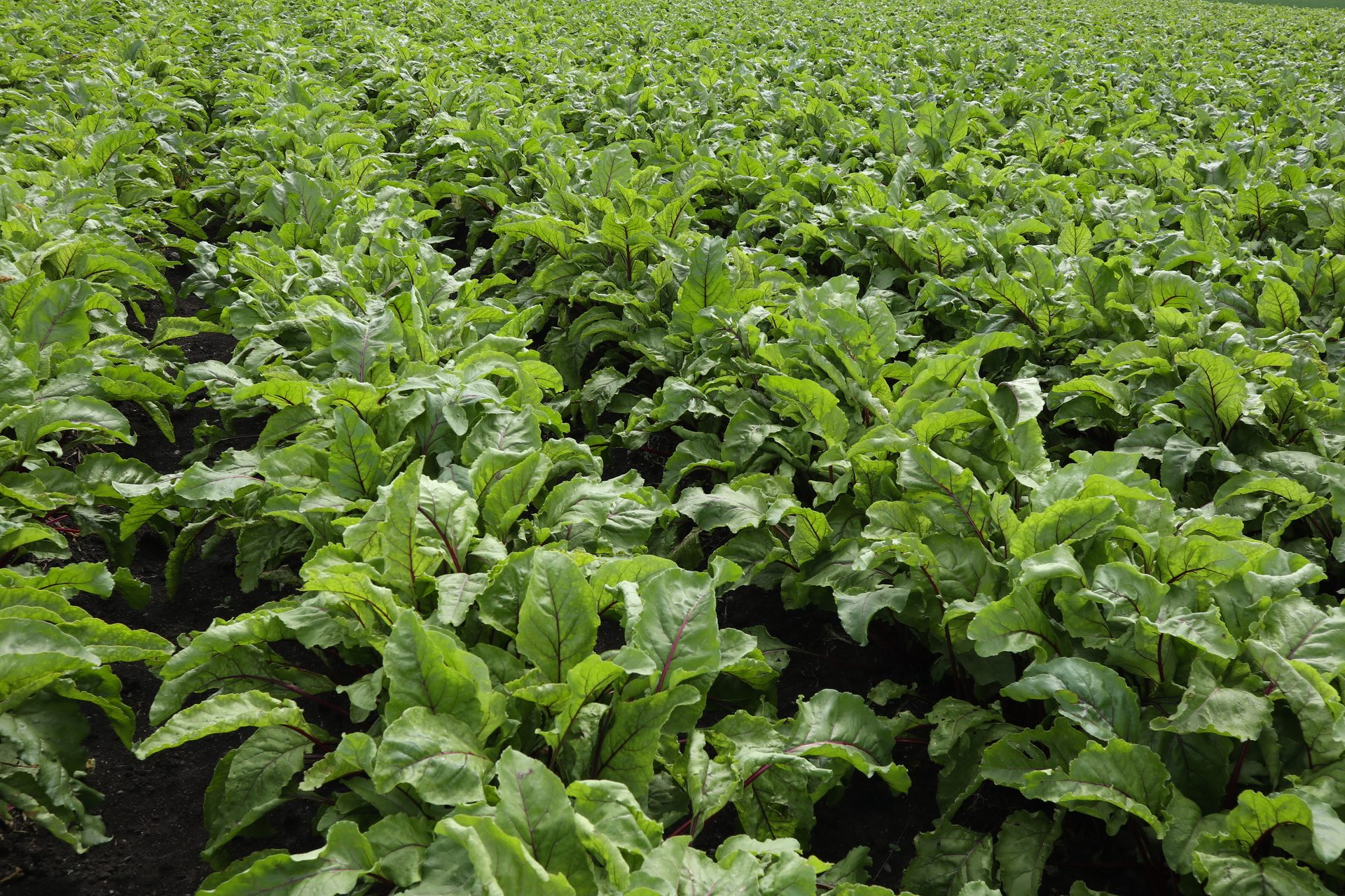 A field of green beet plants with reddish veins growing in dark soil.