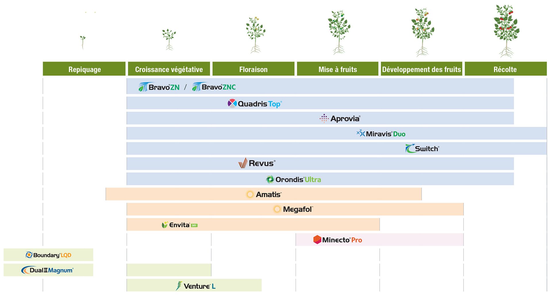 Guide d’application de tomates 