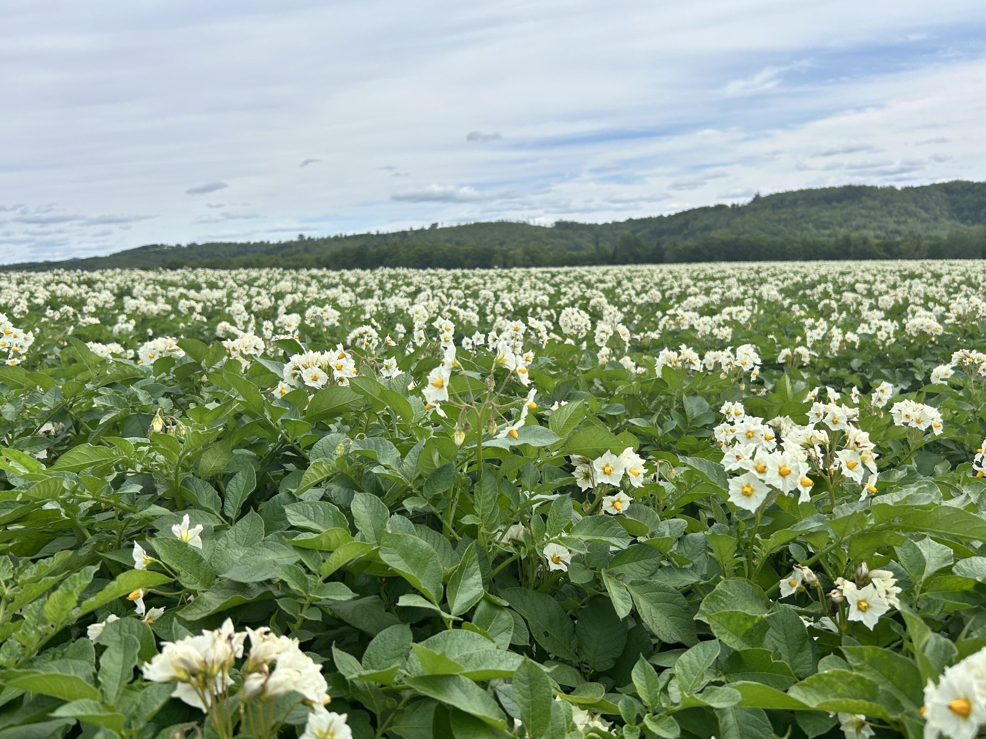 A vast field of flowering potato plants with white blossoms under a cloudy sky and a forested hill.