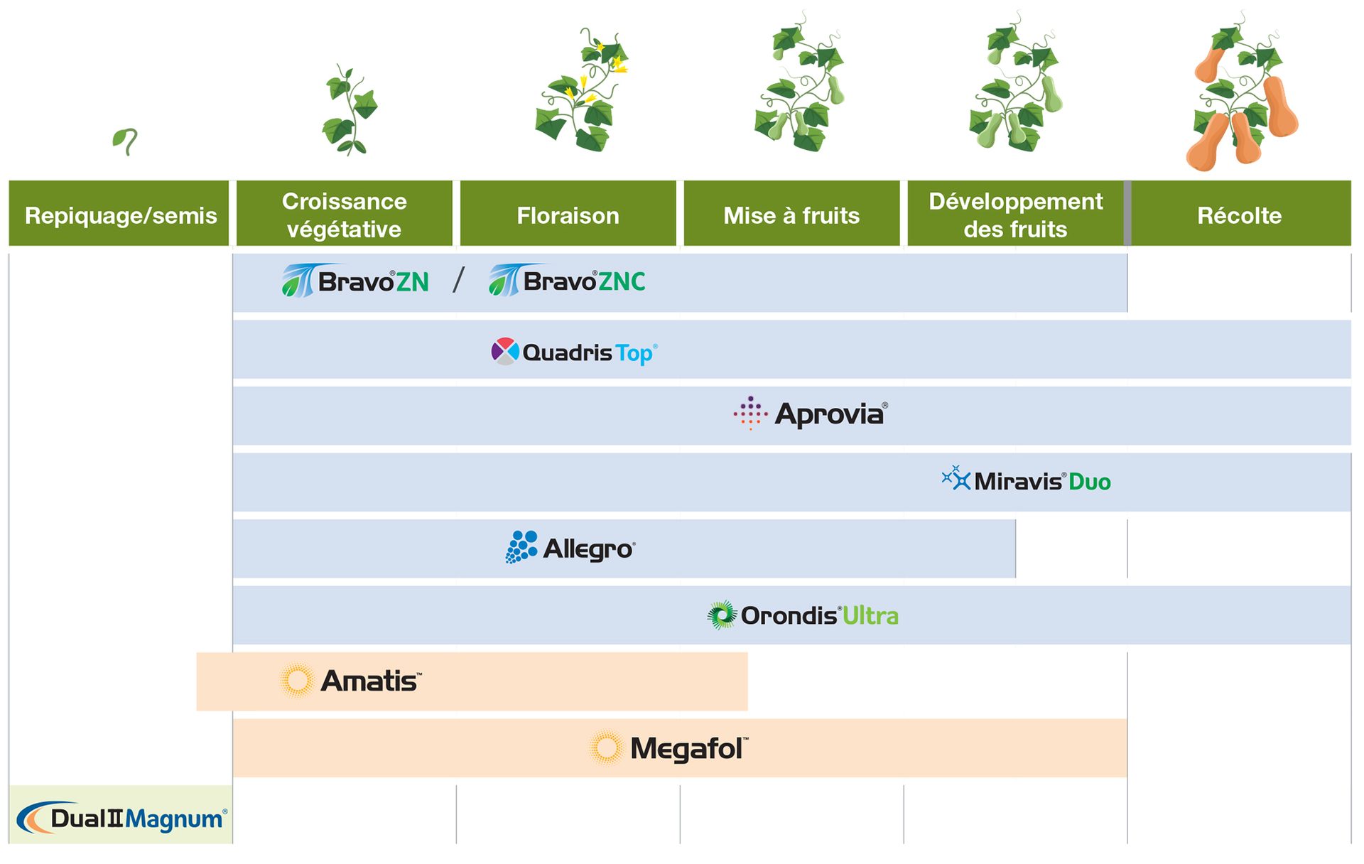 Guide d’application de courges
