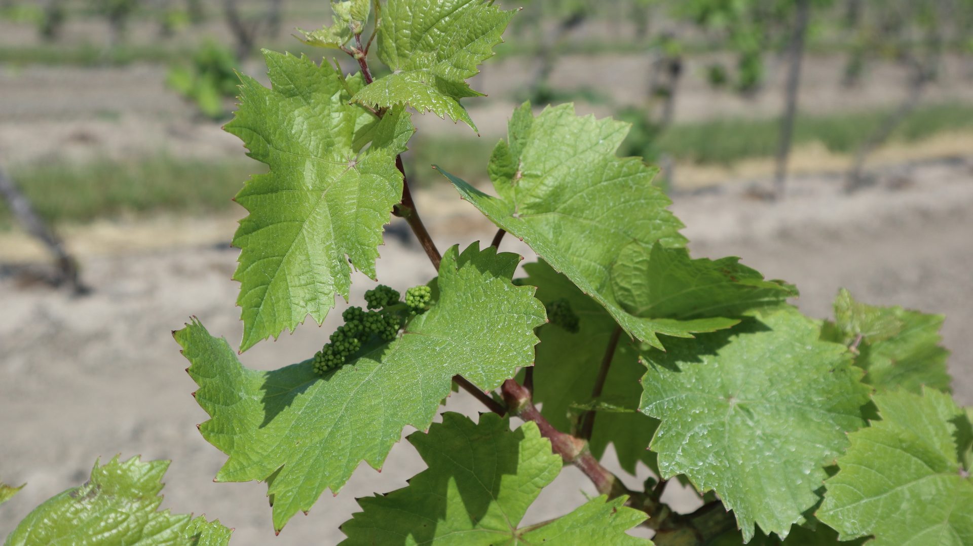 healthy early season grapes