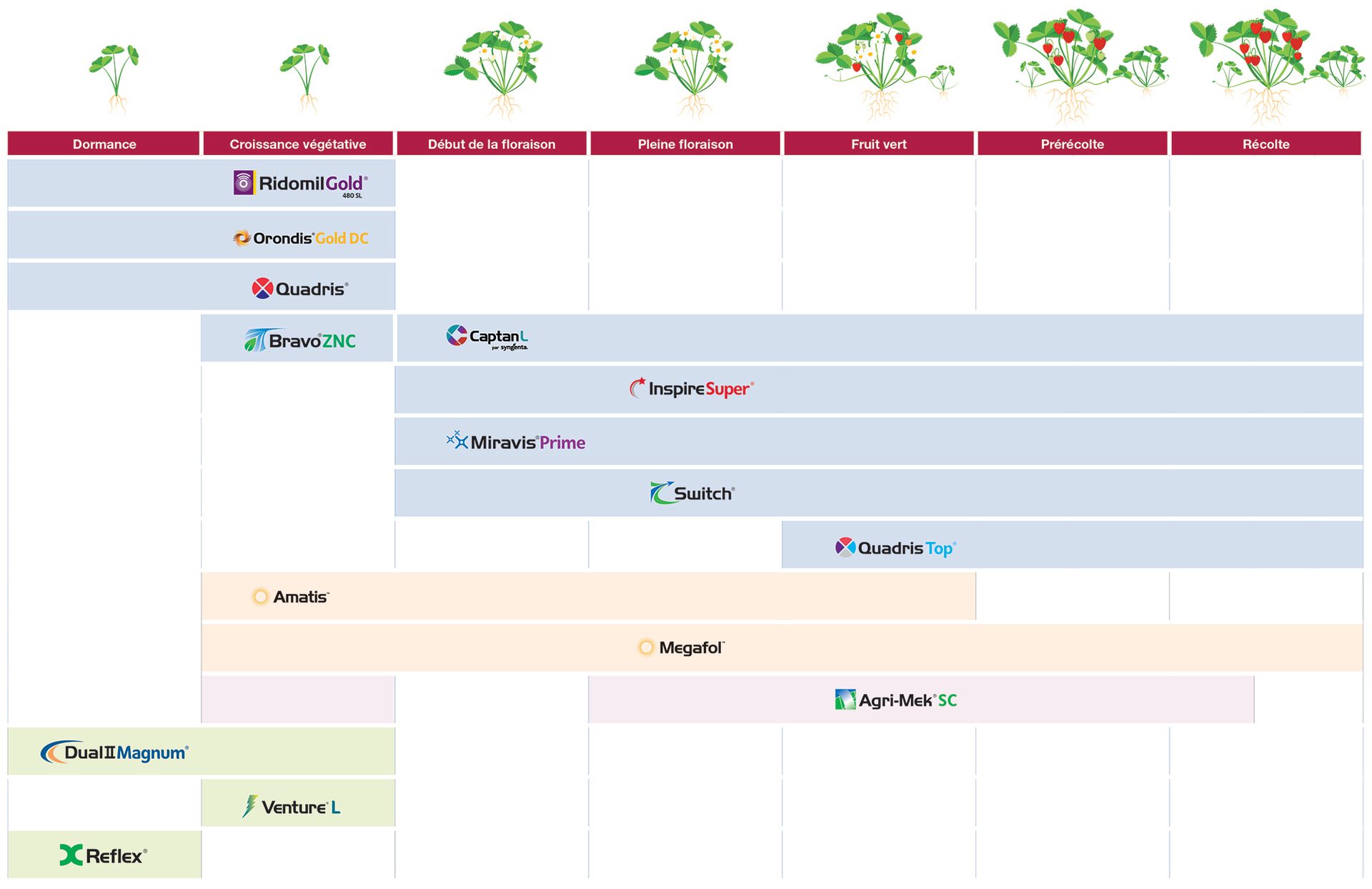 Guide d’application de fraises