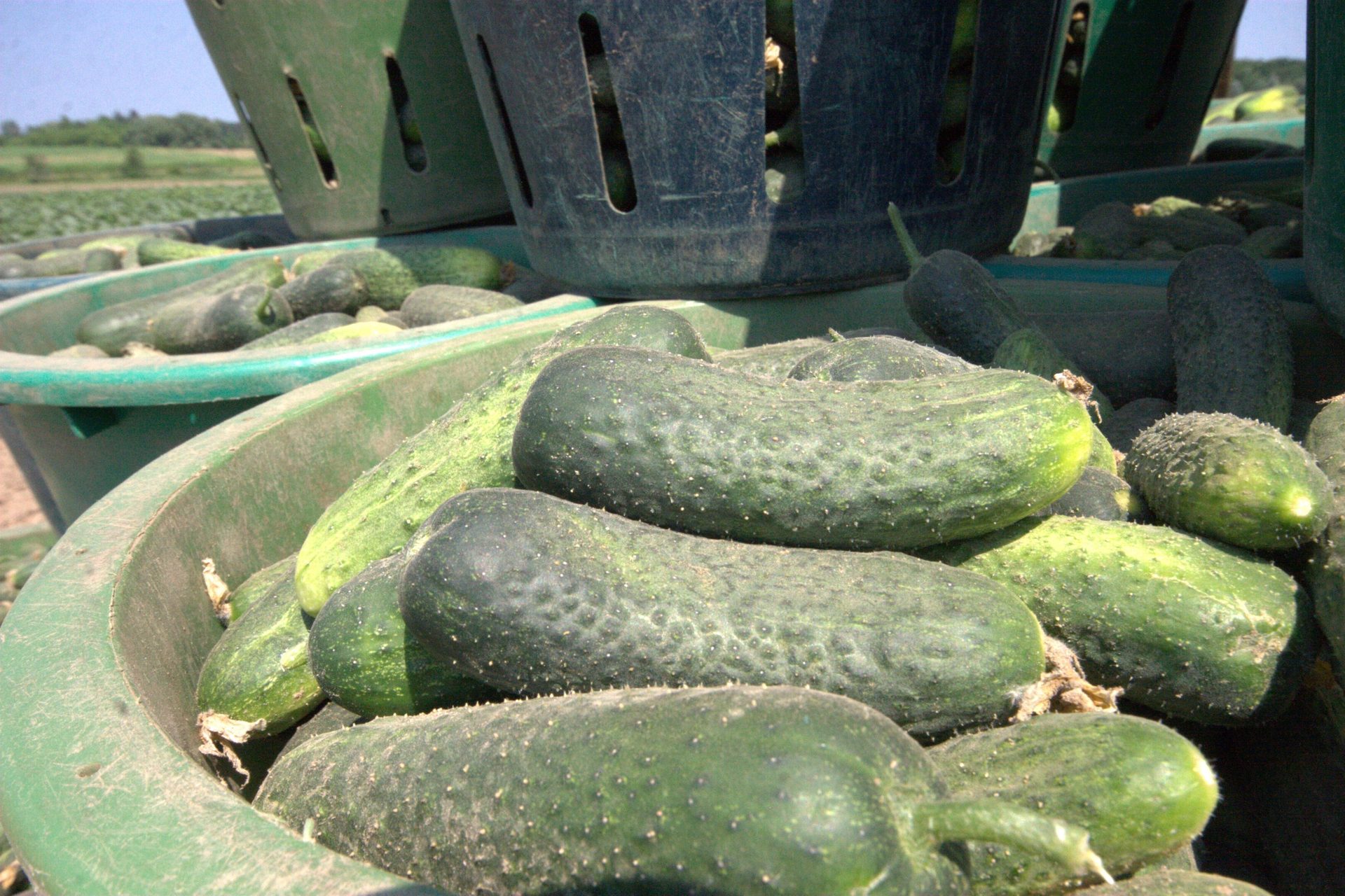 Freshly harvested green cucumbers piled in dirty green plastic containers outdoors.