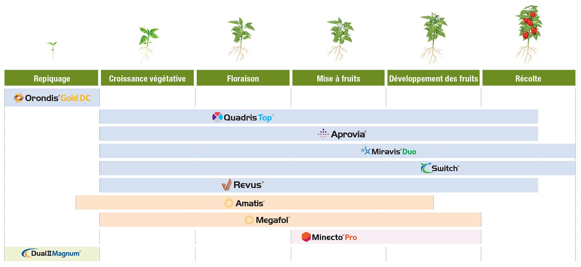 Guide d’application de poivrons