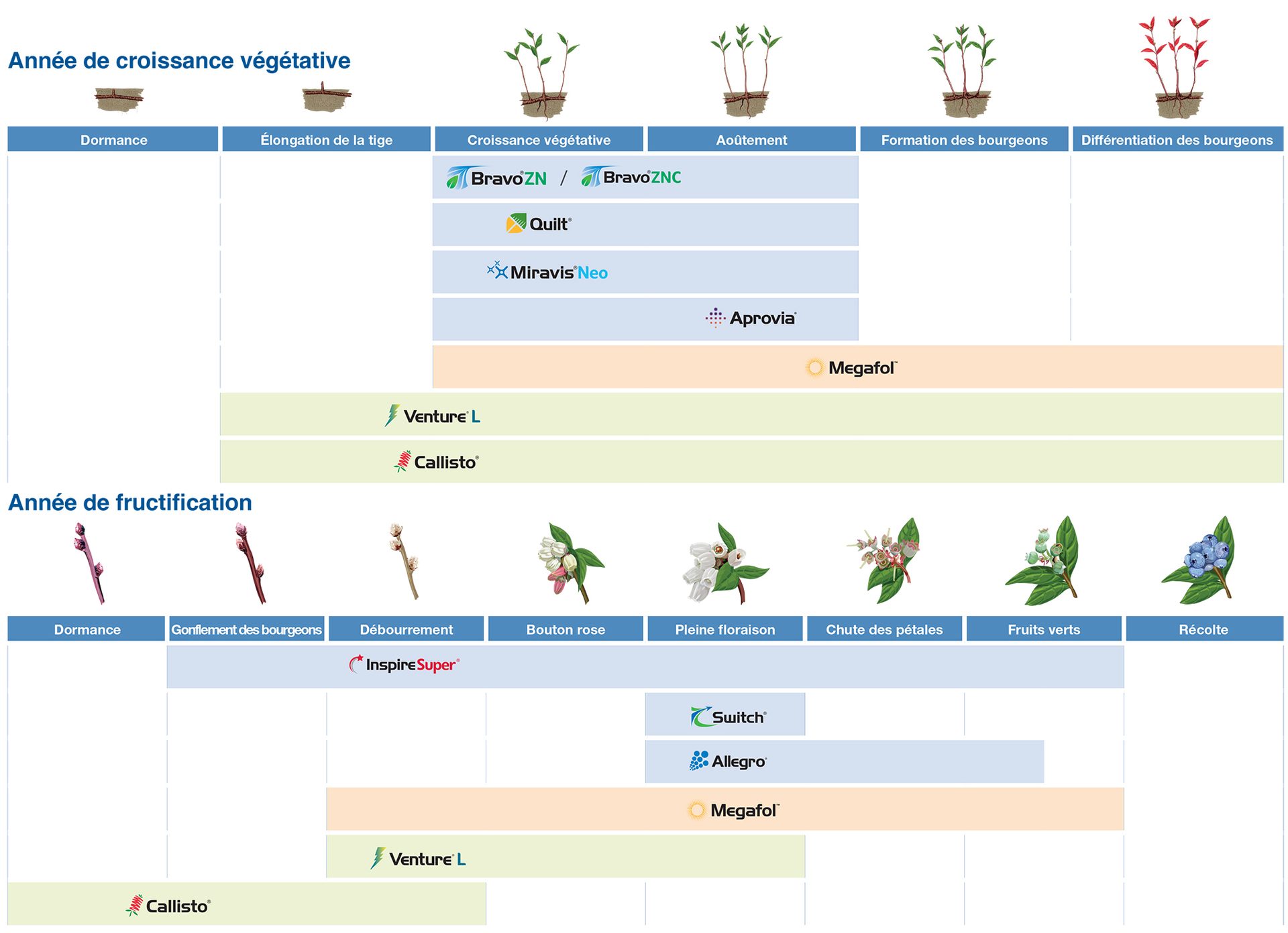 Guide d’application de bleuets nains