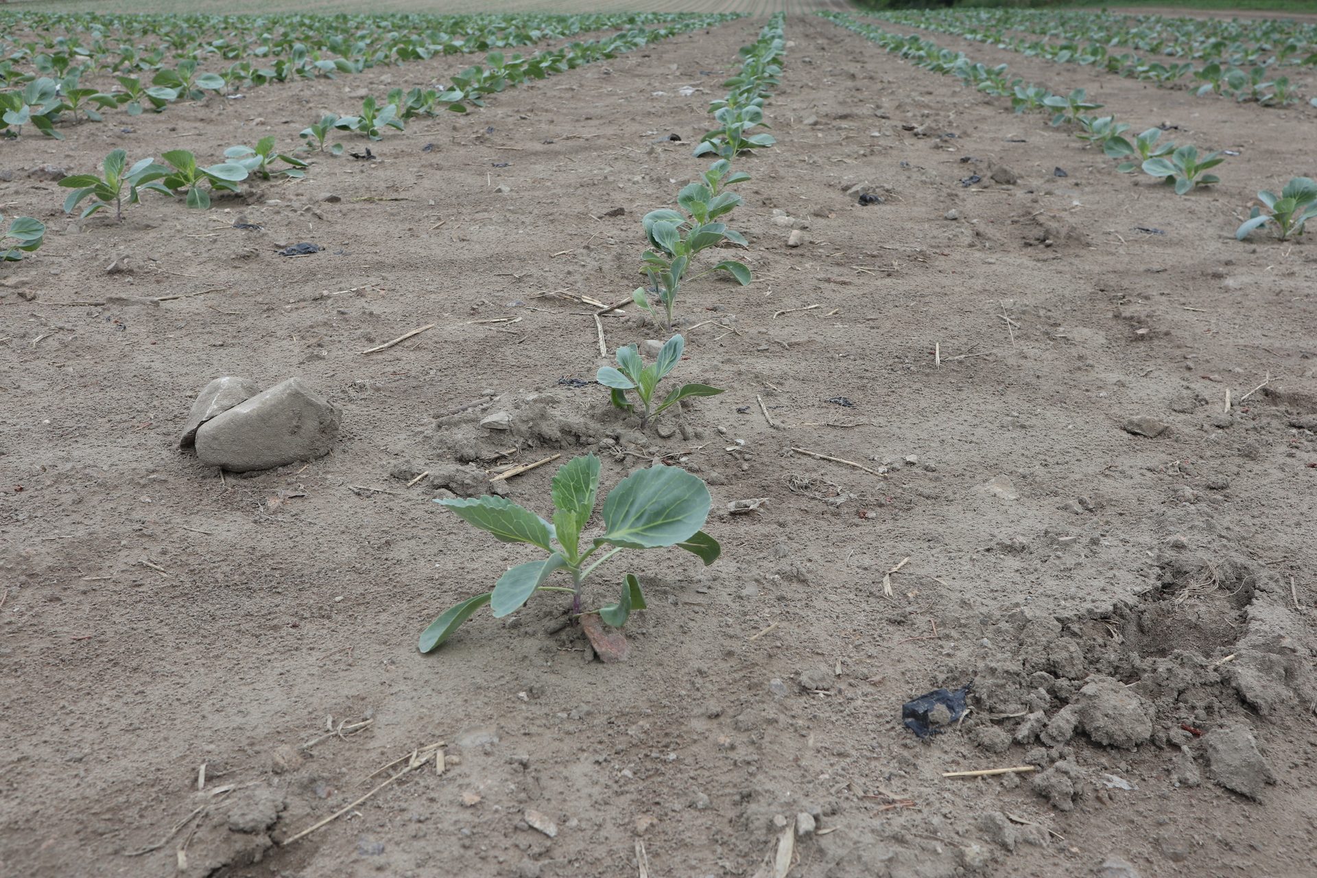 young cabbage plants 