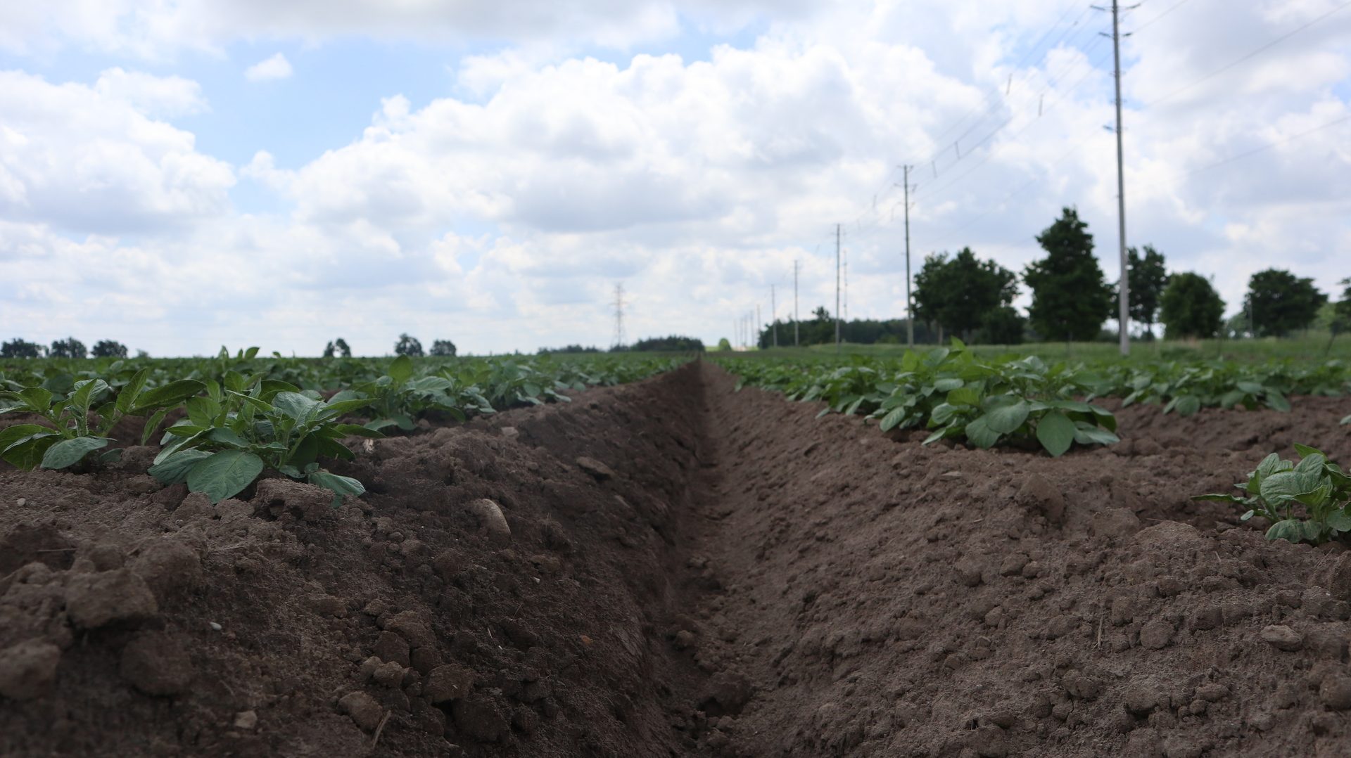 potato crop rows