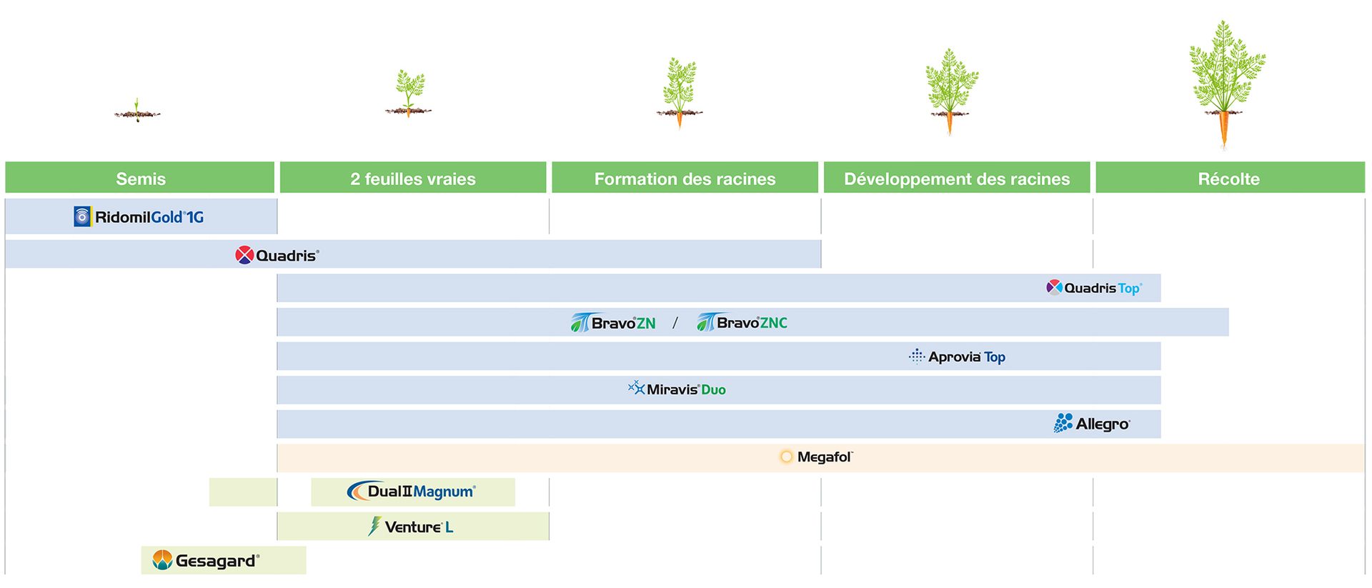 Guide d’application de légumes-racines