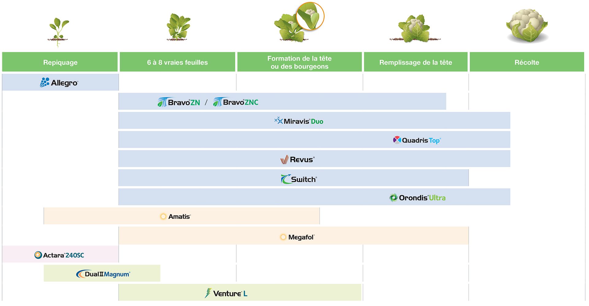 Guide d’application de légumes du genre Brassica