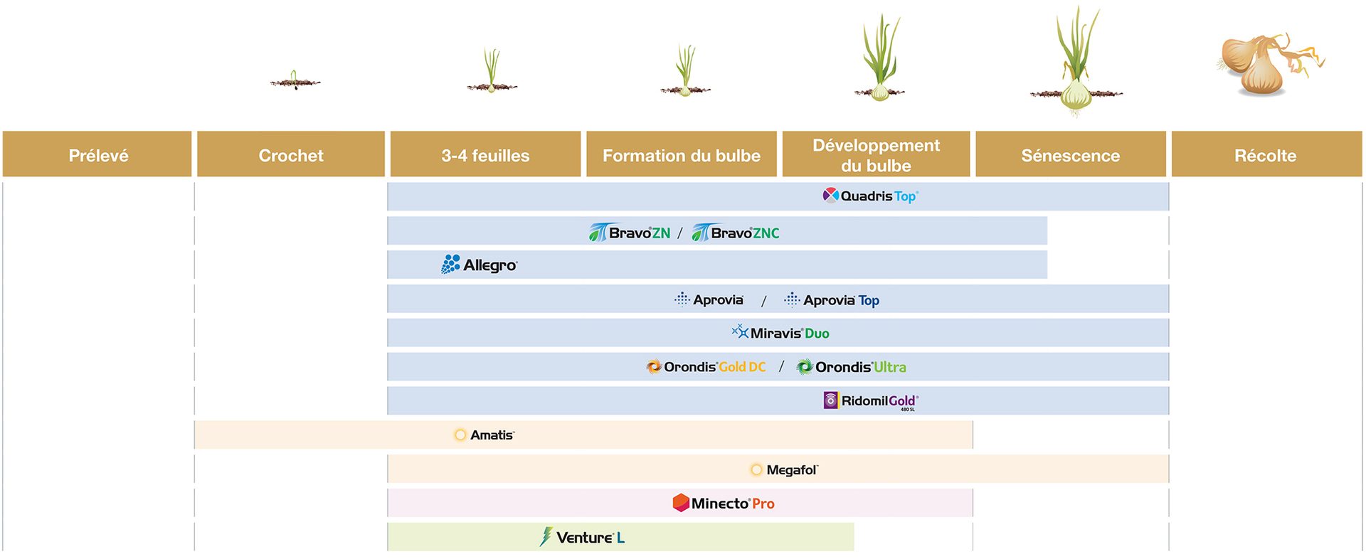 Guide d’application d’oignons