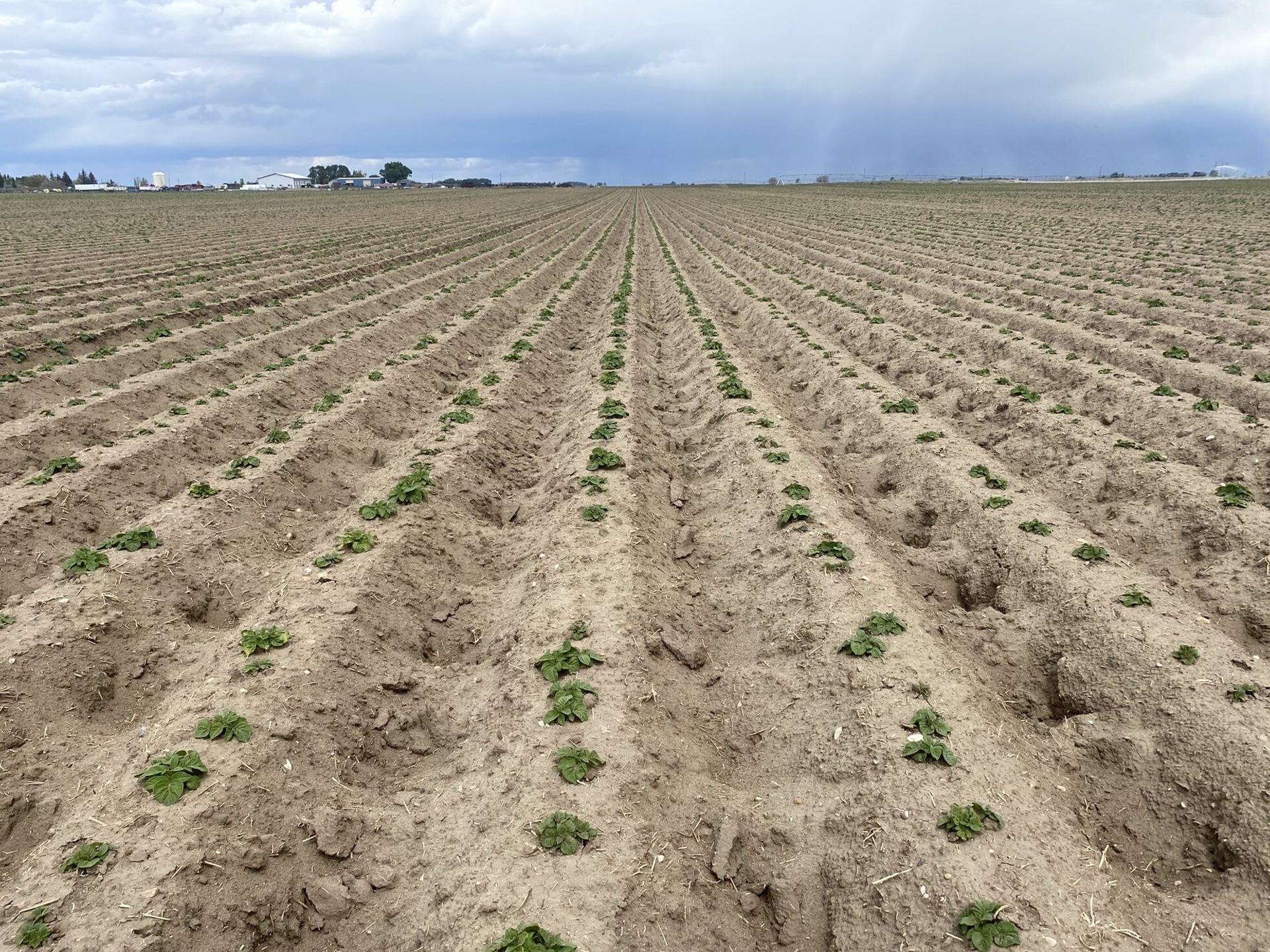 young potato plants in rows