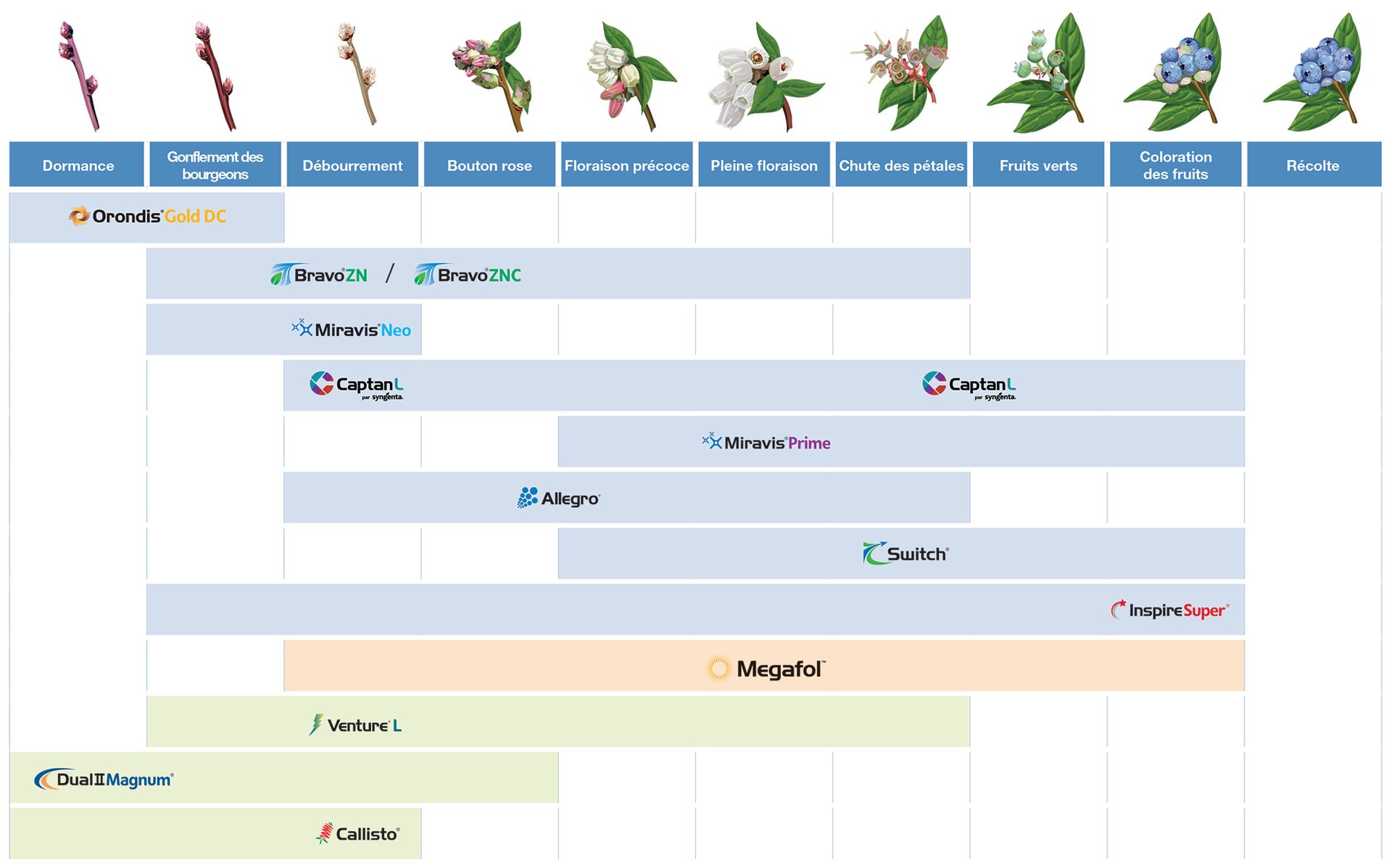 Guide d’application de bleuets en corymbe