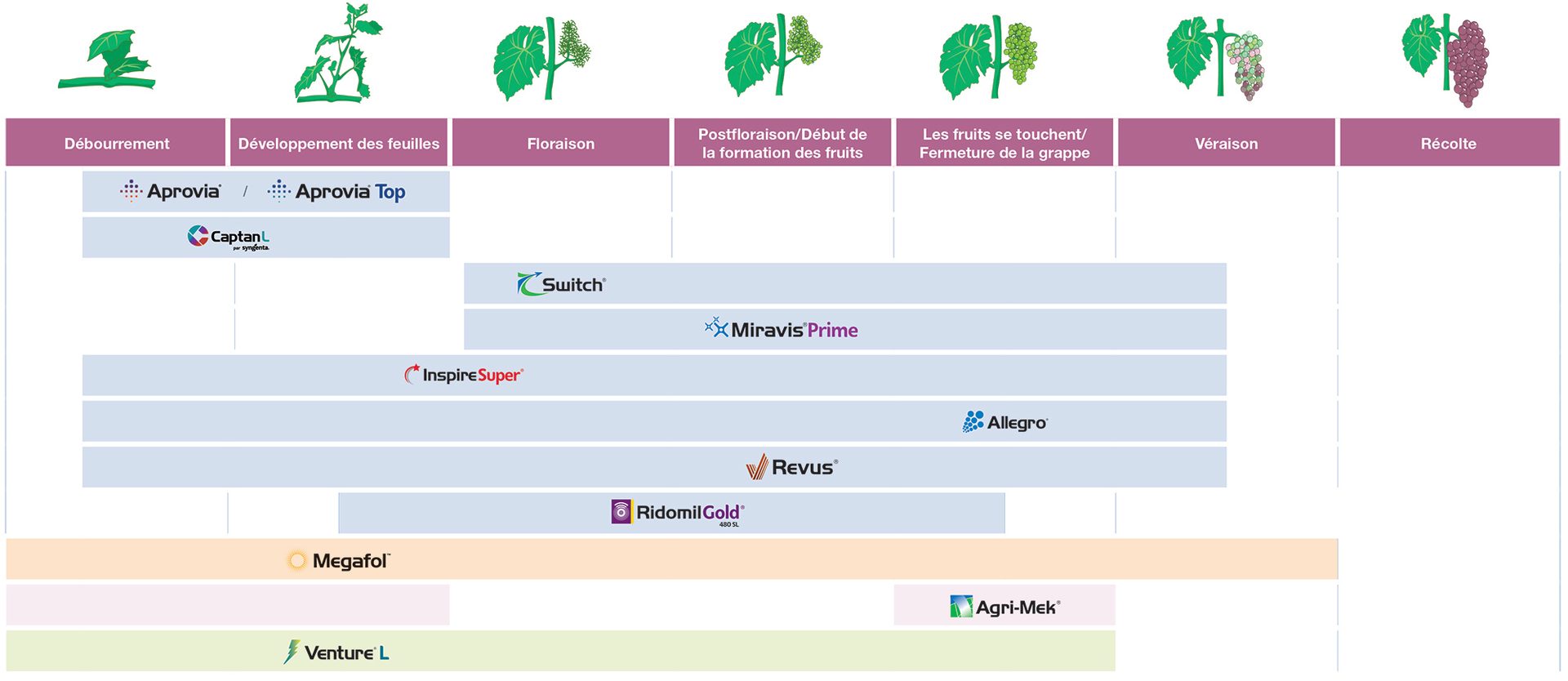 Guide d’application de raisins