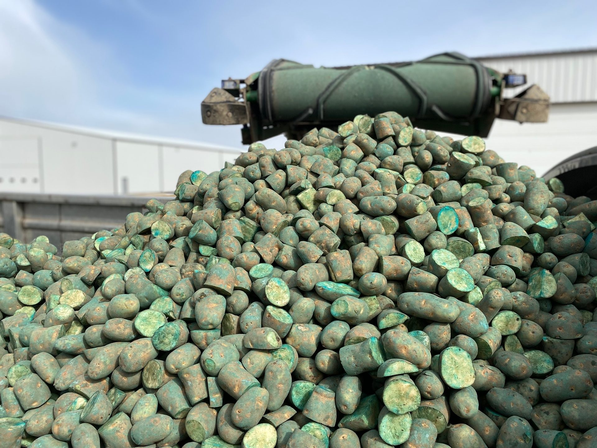 treated potato seed pieces in the sun