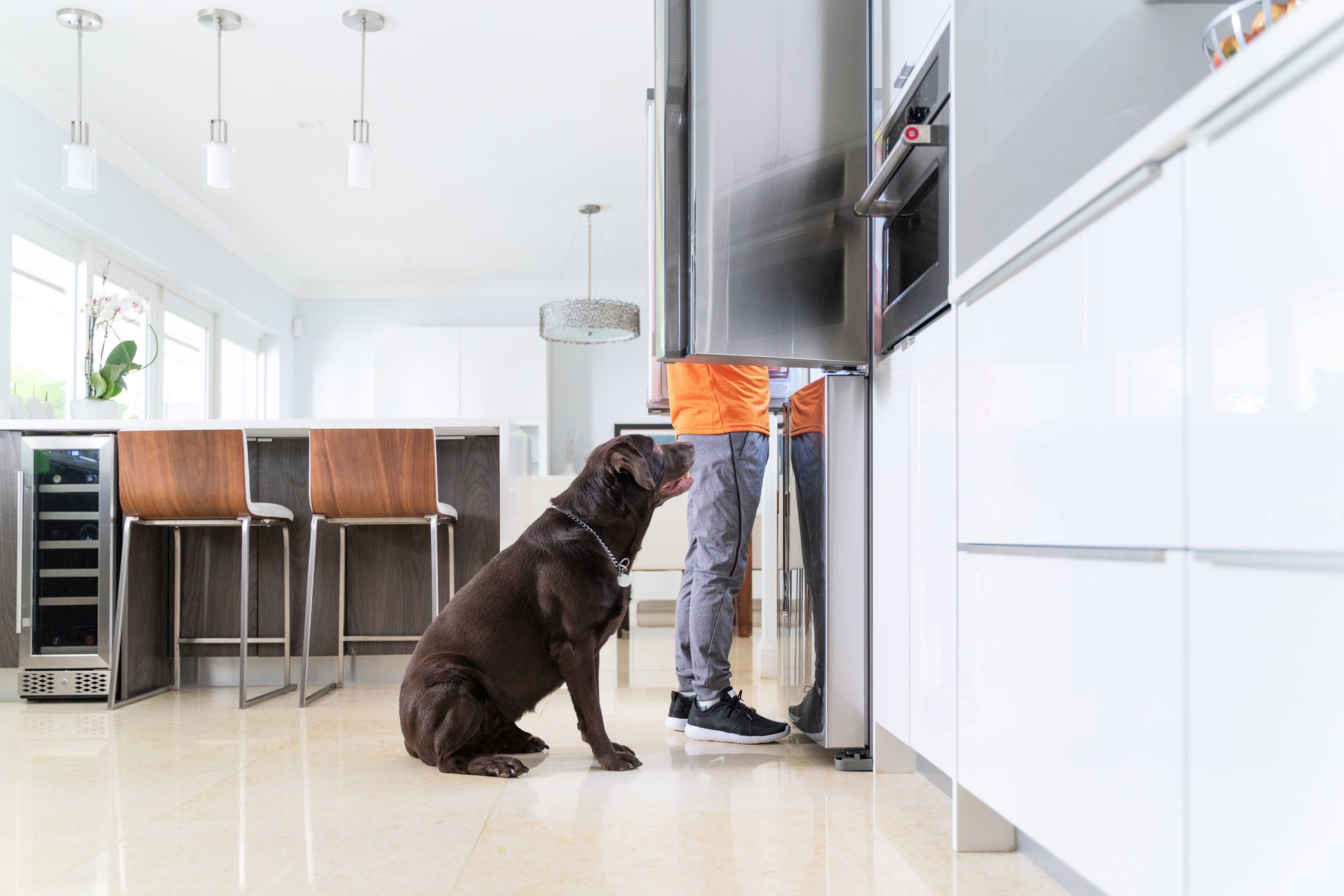 Dog breed, Carnivore, Flooring, Floor