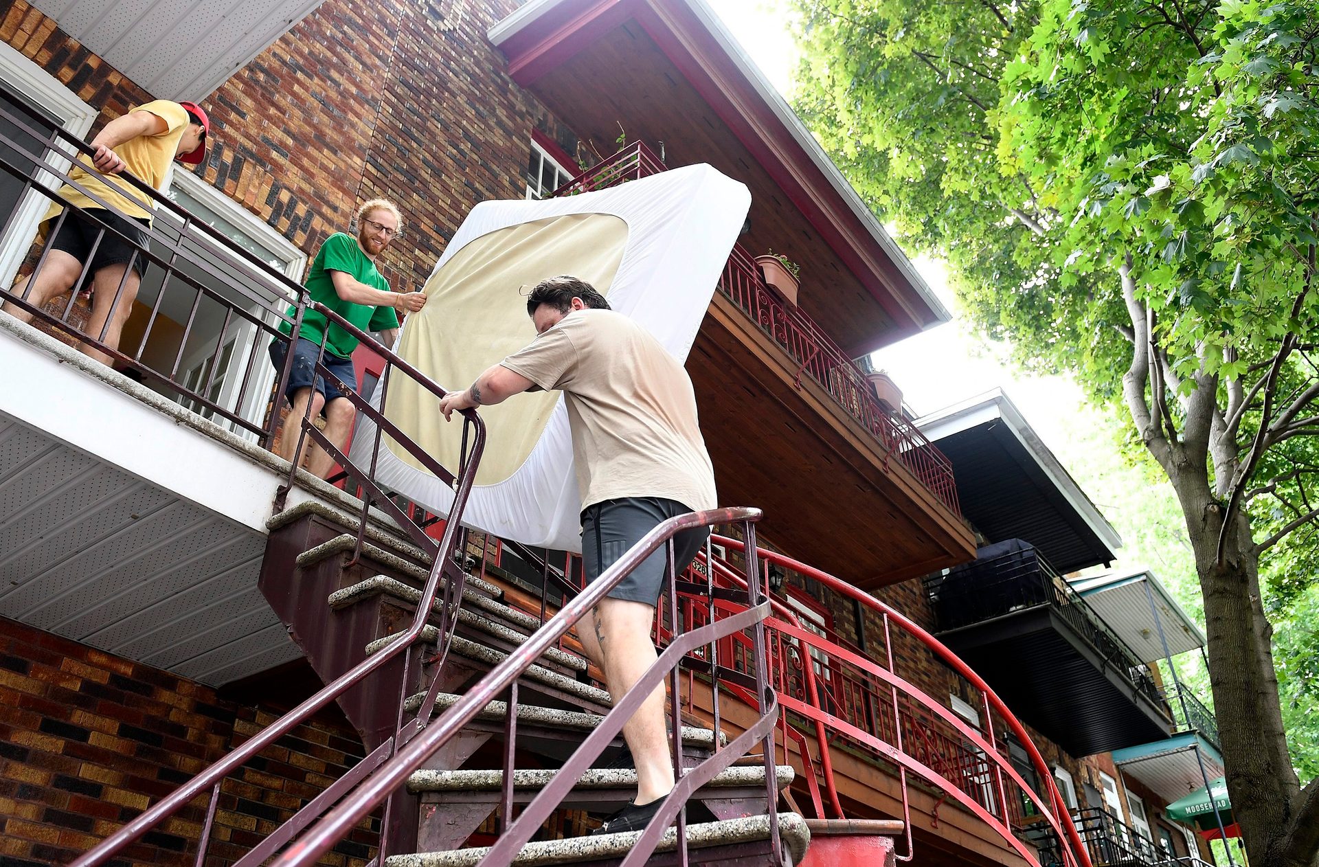 Shorts, Tree, Leisure, T-shirt