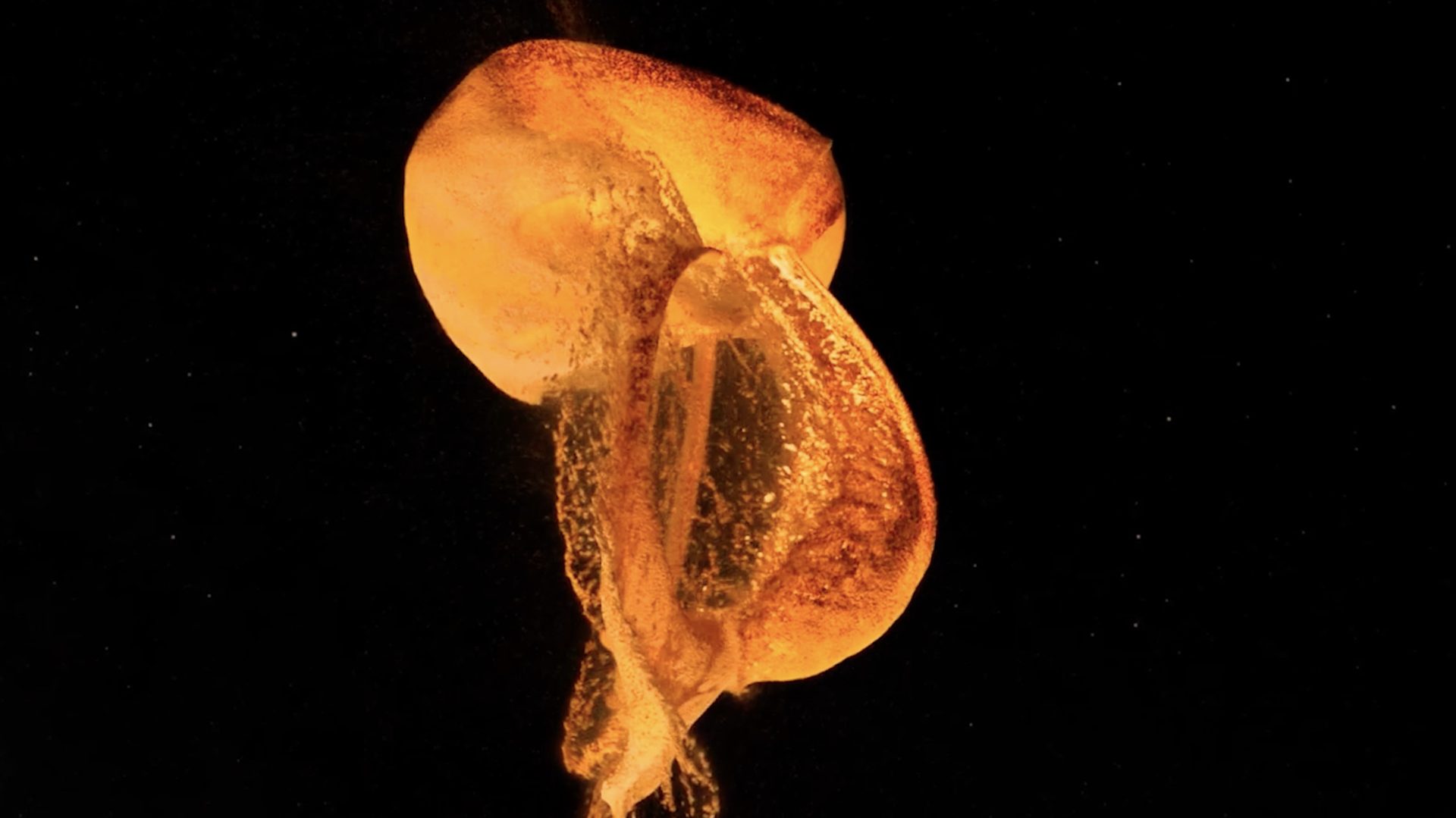 Marine invertebrates, Jellyfish, Bioluminescence