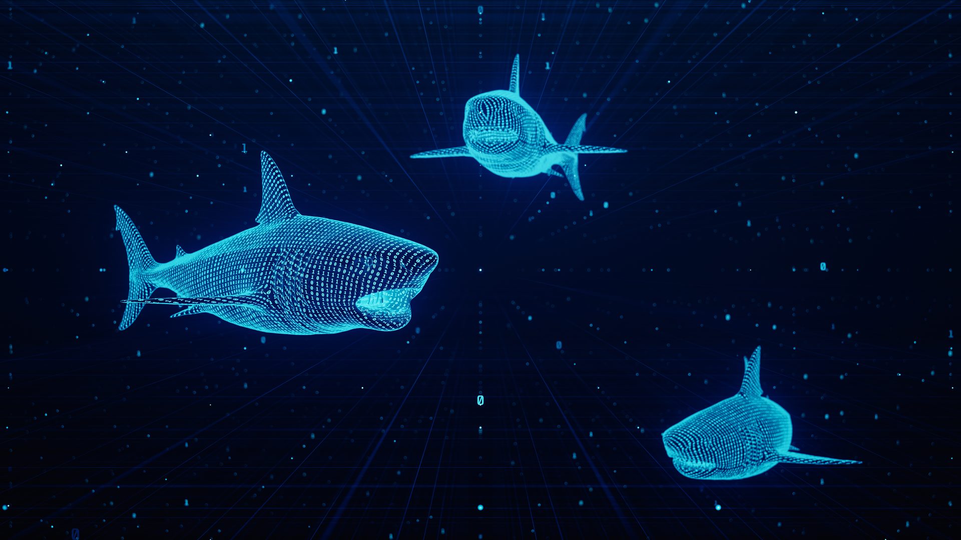 Marine biology, Vertebrate, Water, Azure, Underwater, Organism, Fin, Mammal, Fish, Aqua